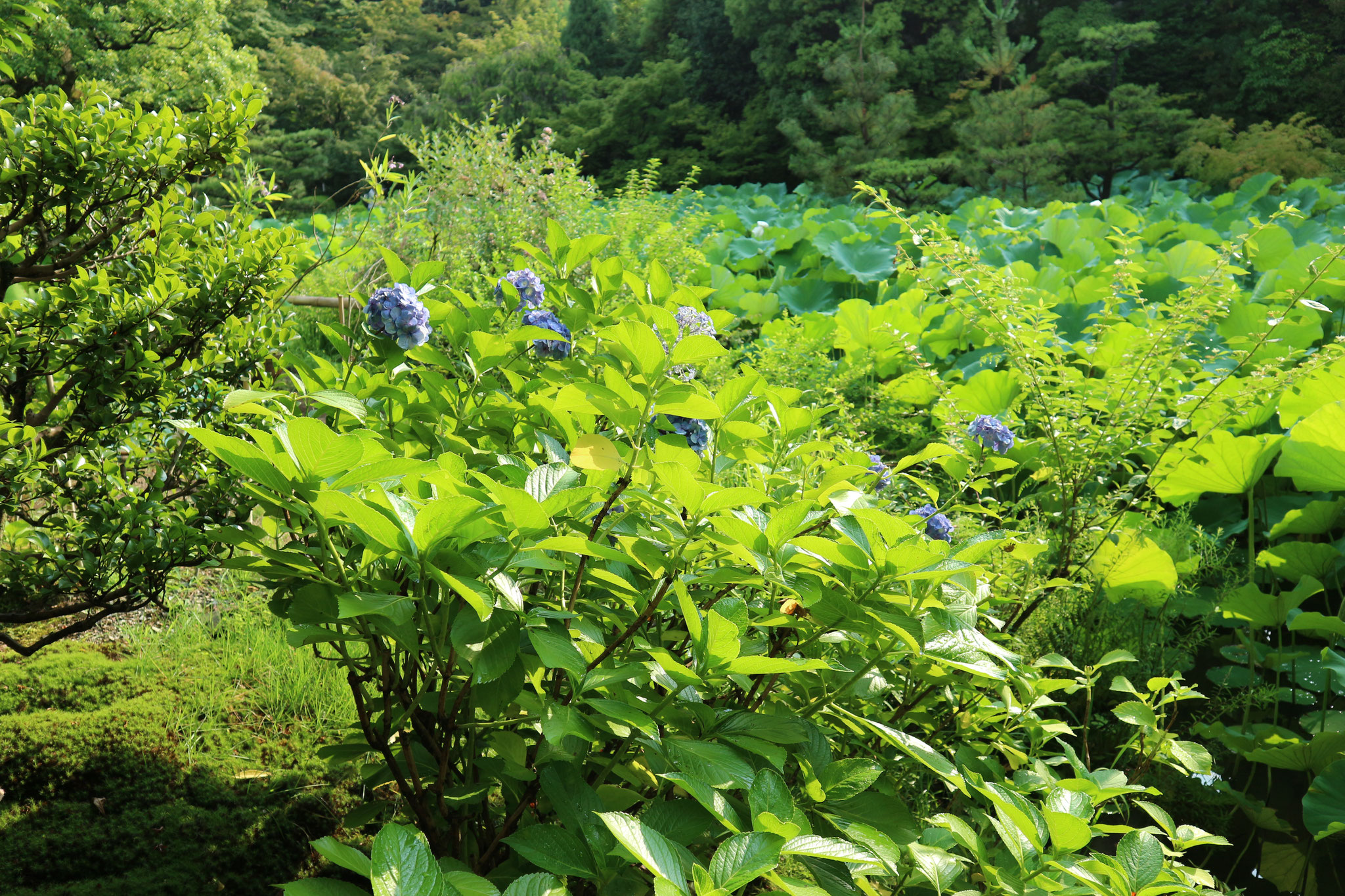 紫陽花は終わりかけ