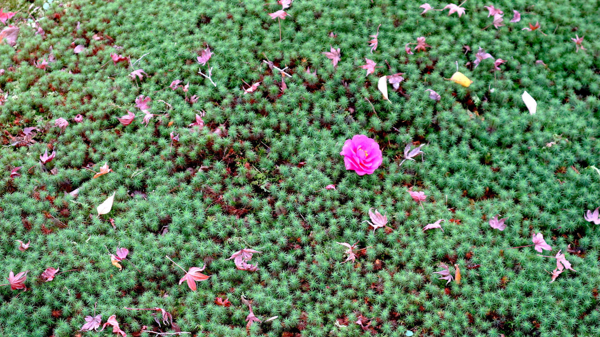 誰かが置いた山茶花