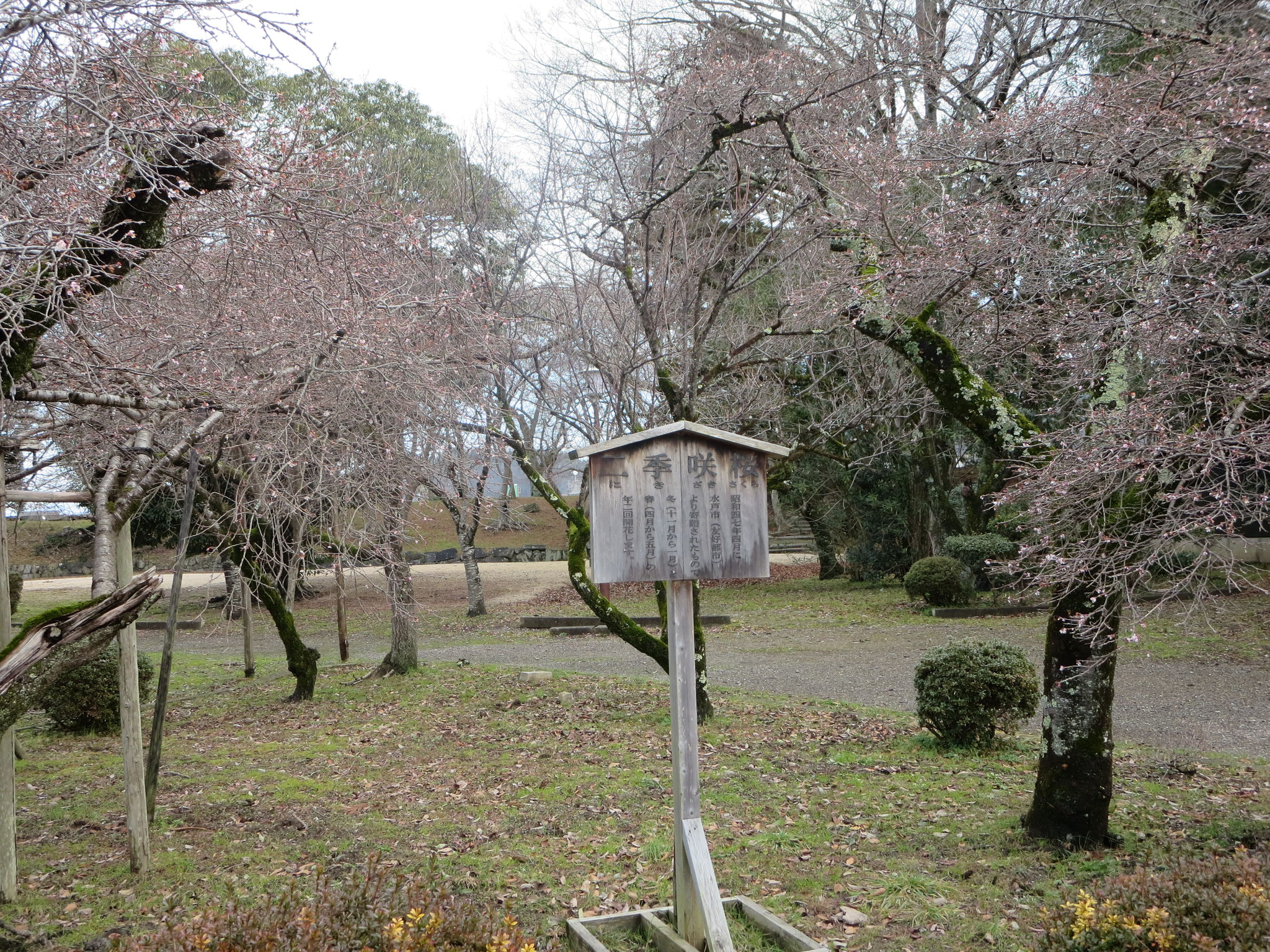 二期咲き桜　水戸藩寄進   冬と春に開花