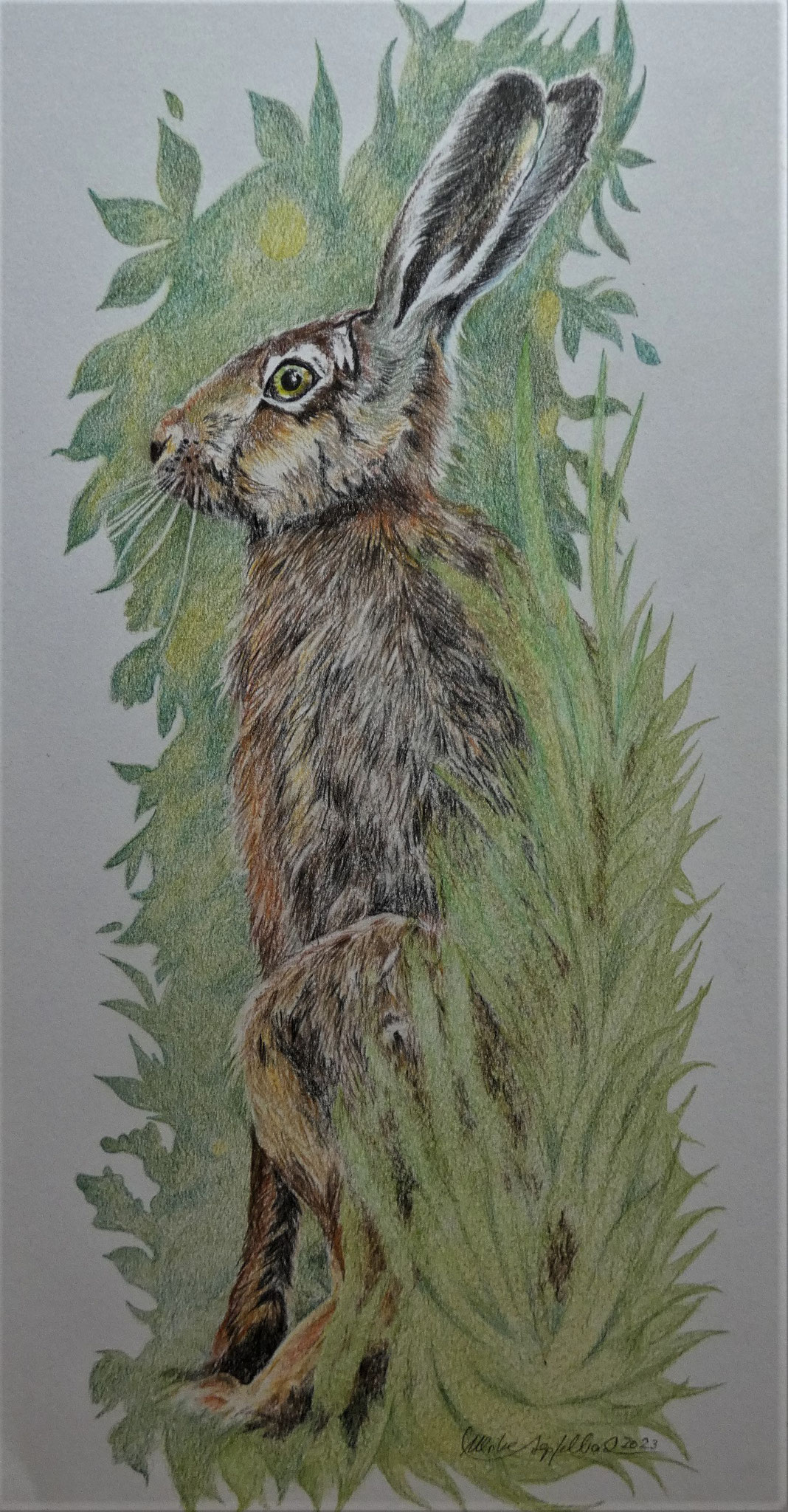 Hase / Farbstift