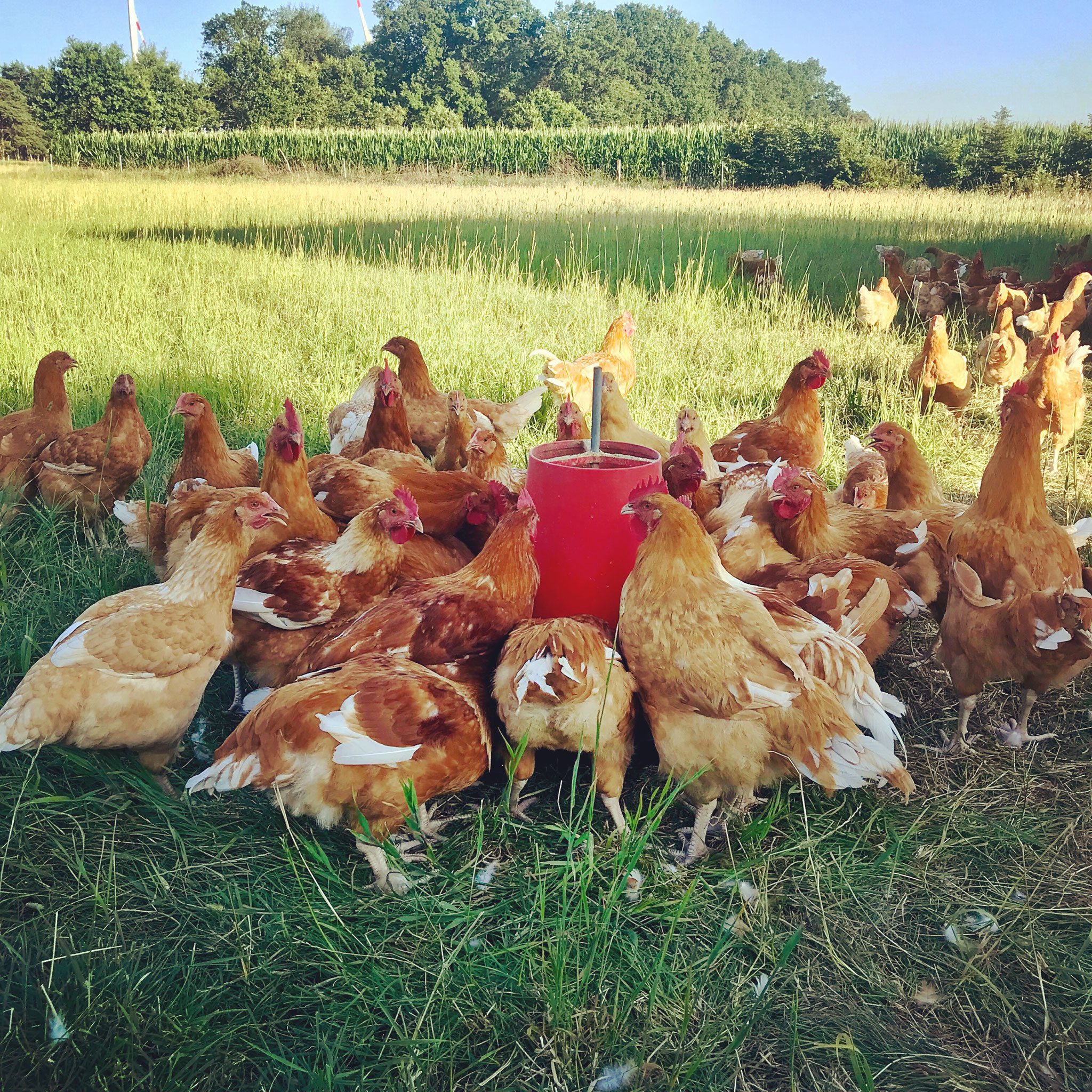 Odefey & Töchter - Hühner auf der Weide 