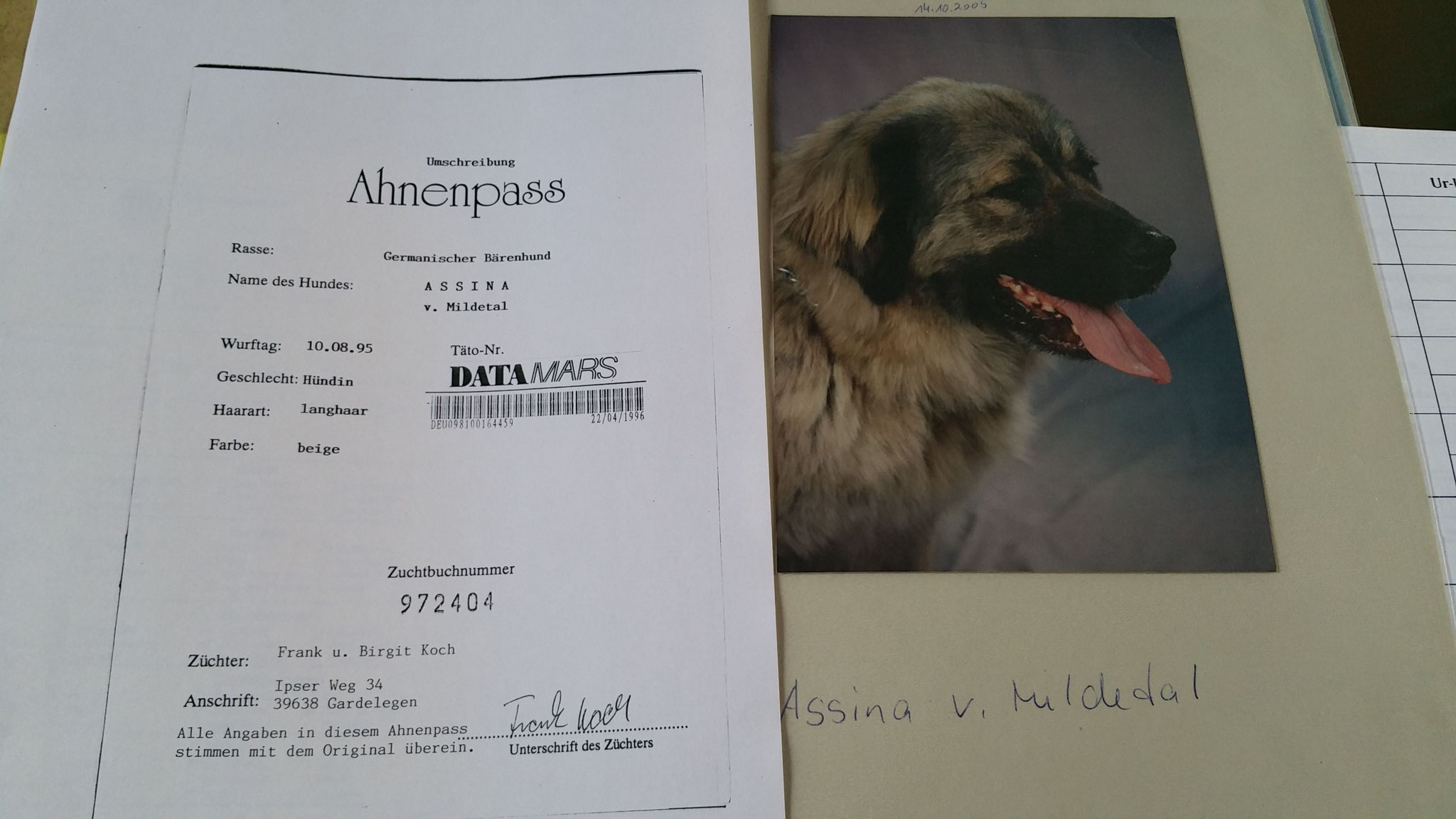 Assinas Ahnentafel