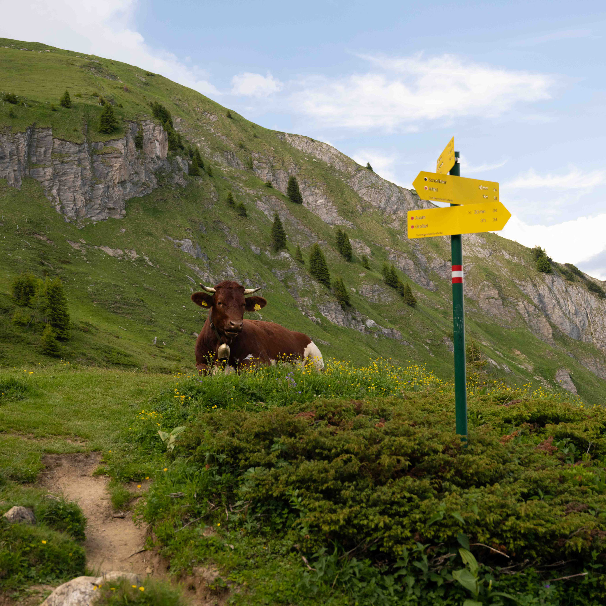 Die drei schönsten Wanderungen im Großarltal - Kuh vor dem Wanderschild zum Schuhflicker