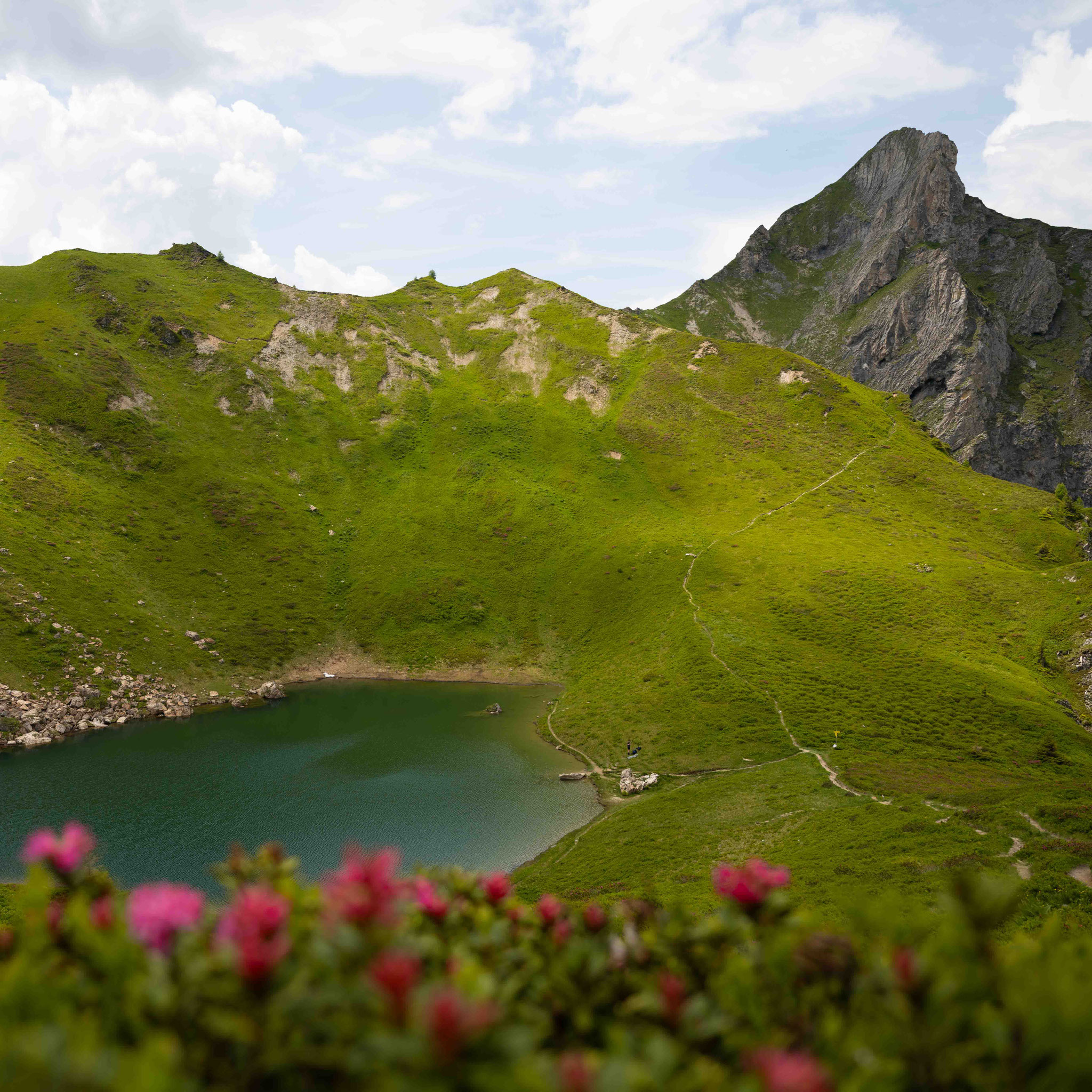 Die drei schönsten Wanderungen Großarltal - Blick über die Almrosen zum Schuhfllickersee