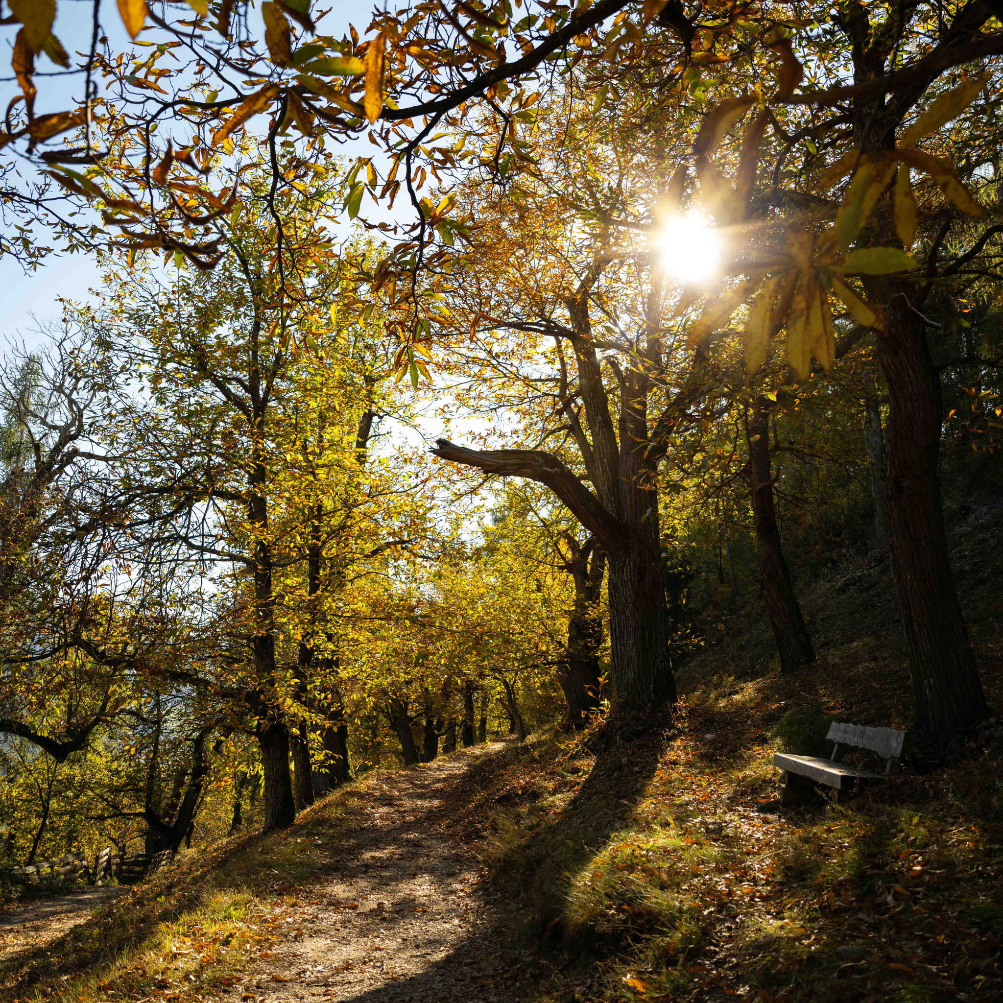 Zwischen goldenen Kastanien, Weinreben und Dolomitenblick wartet in Feldthurns eine der schönsten Genusswanderungen Südtirols: die Rundtour am Panoramaweg & Keschtnweg. Sonne im Gesicht, Laub unter den Füßen, Wein im Glas – und das Gefühl, dass der Herbst