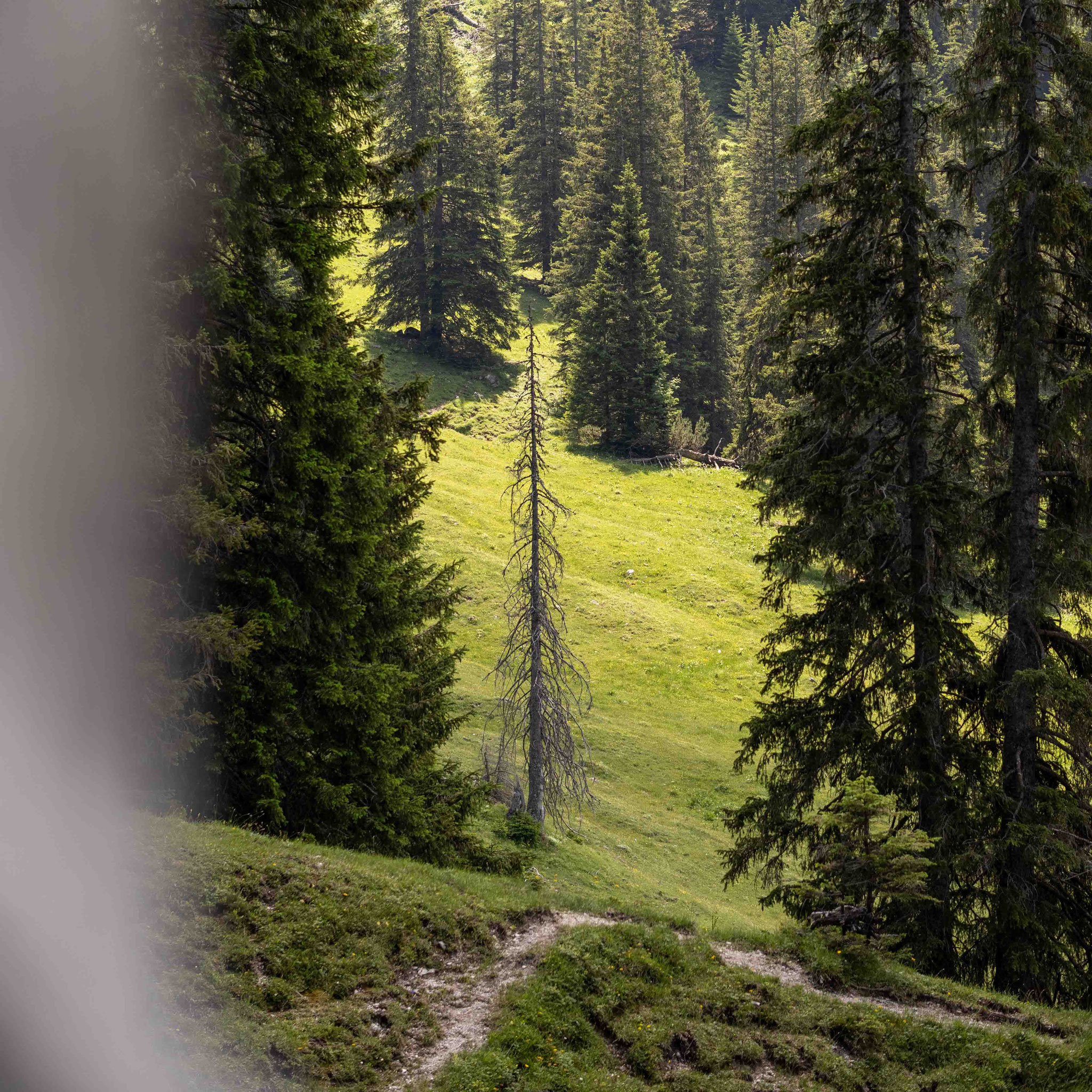 Wald und Almwiesen Durch schattige Wälder und sonnige Almwiesen führt der abwechslungsreiche Wanderweg zur Bad Kissinger Hütte – ideal für einen Aktivtag ab DER ENGEL.