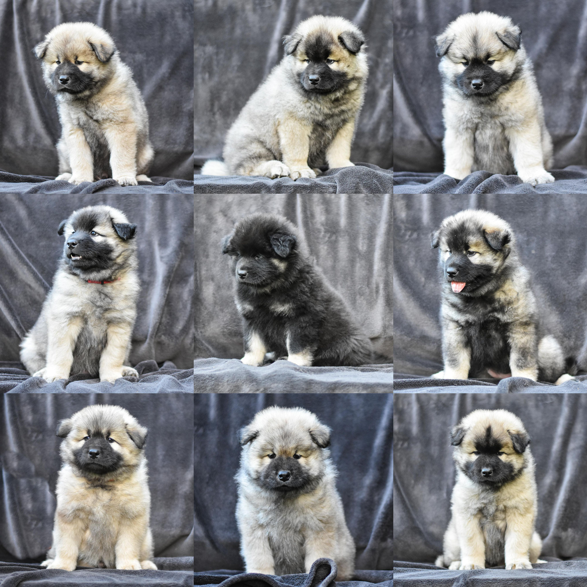 Am 2 05 2019 Wurden 9 Welpen Geboren Eurasier Vom Raddetals