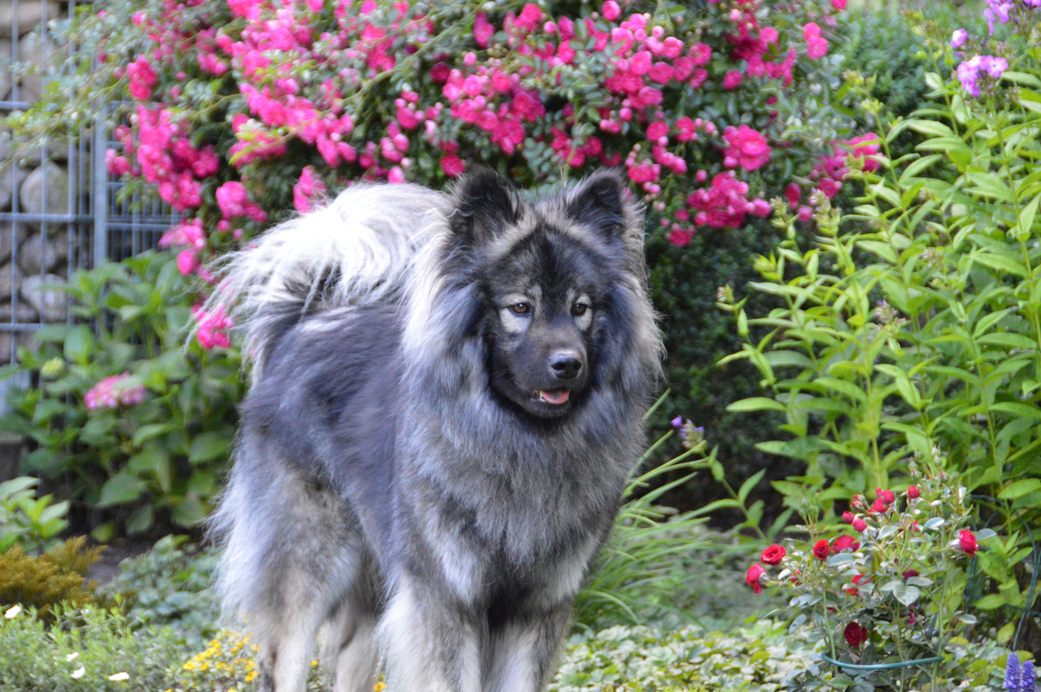 Daila Vom Tayemoor Eurasier Vom Raddetals Webseite