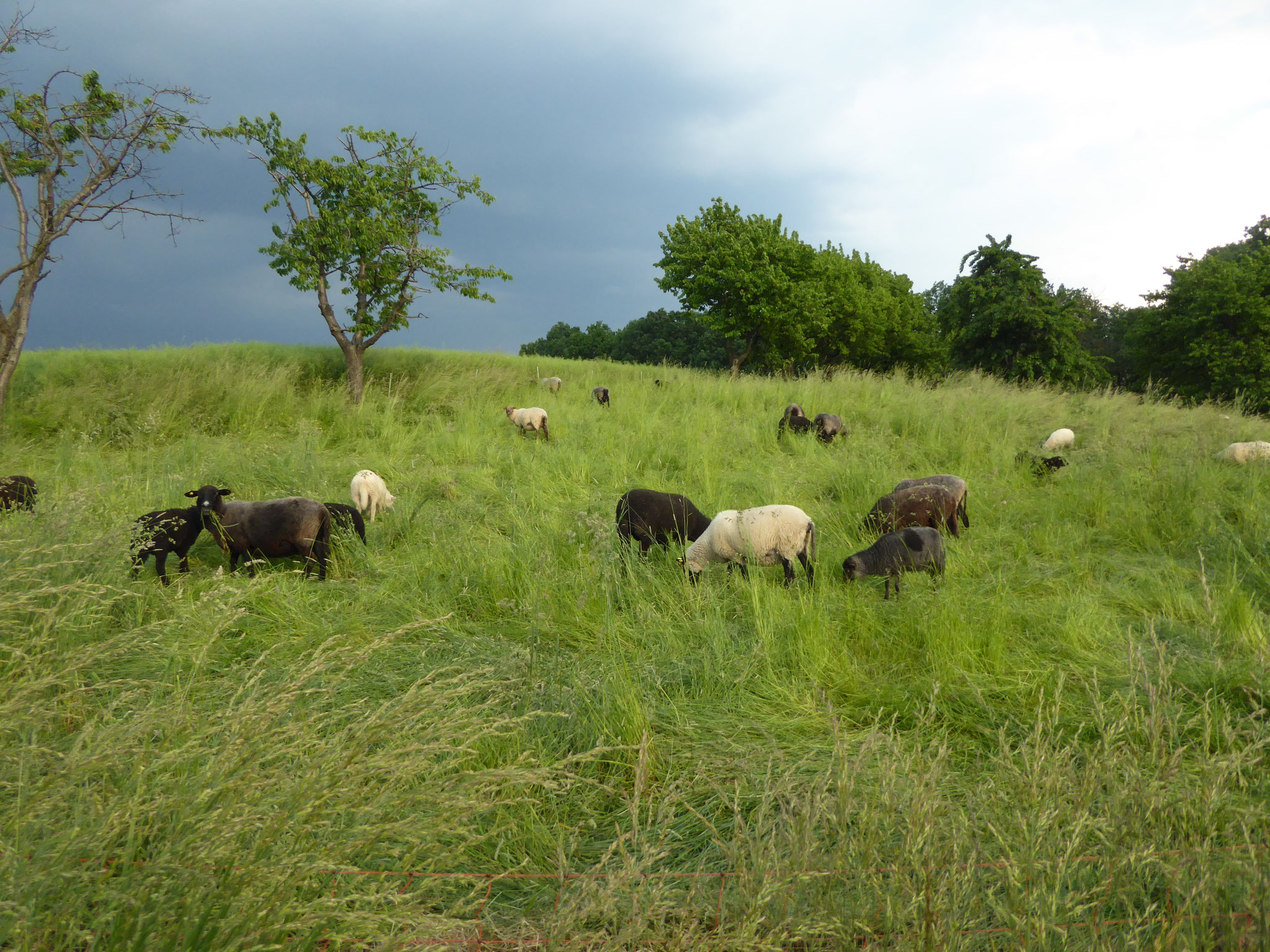 Landschaftspfleger