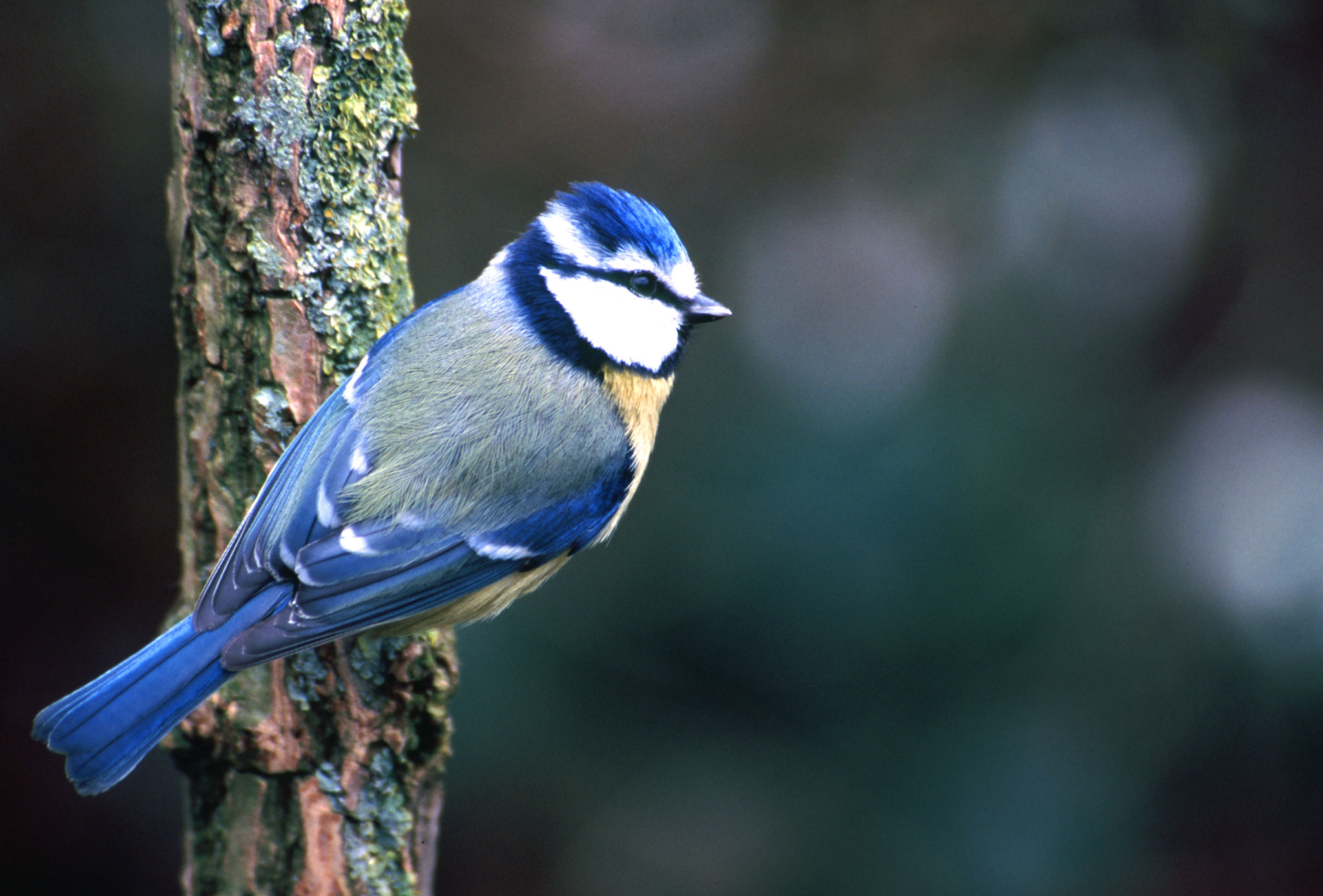 Foto: Erhard Nerger; Blaumeise