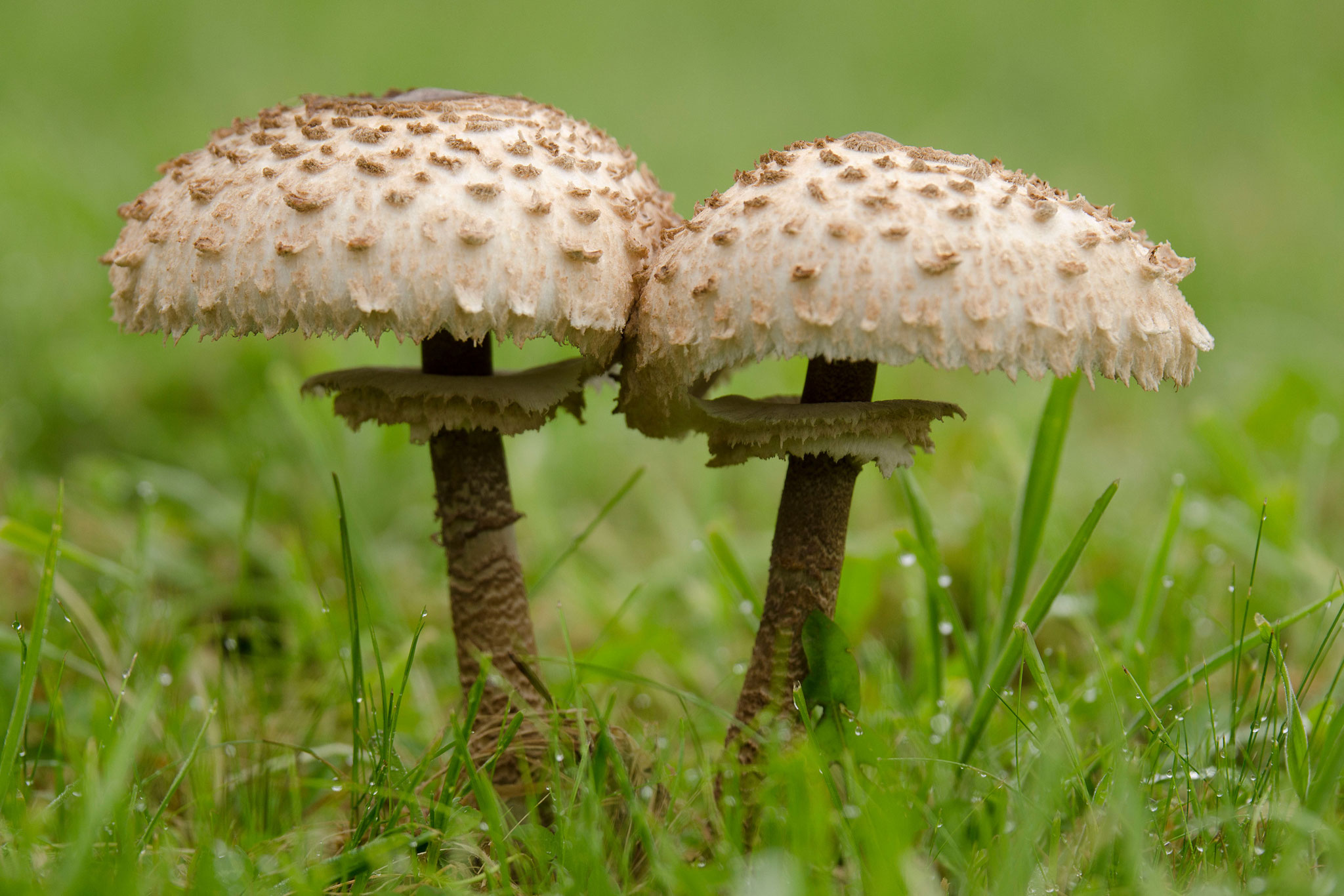 Foto: Gerd Butke,  Parasol (Macrolepiota procera)