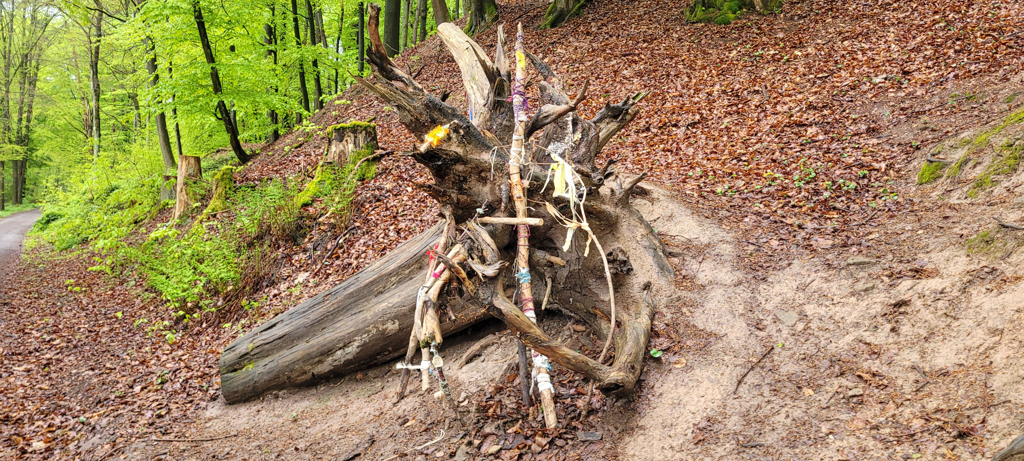Eine große Wurzel von einem Baum 