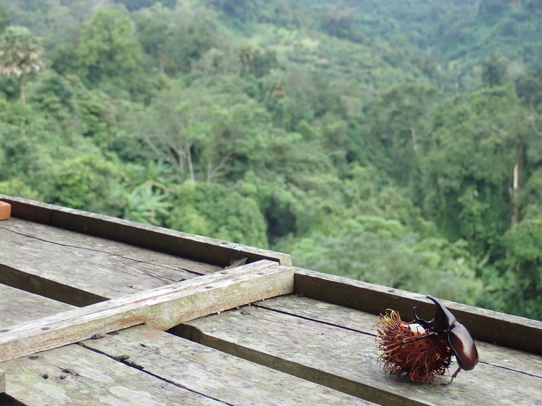 Chiang Mai Province, THAILAND