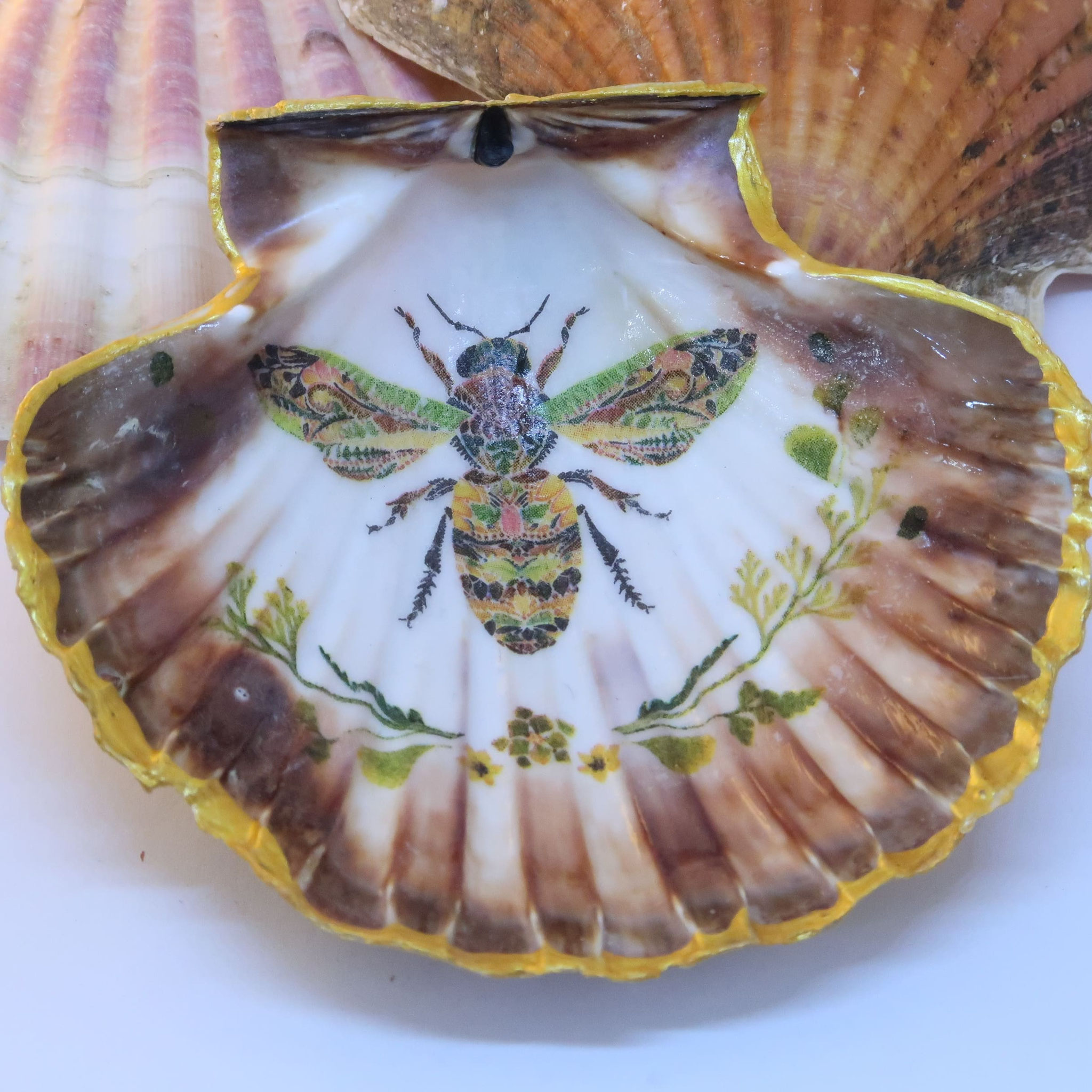 coquille saint jacques décorée