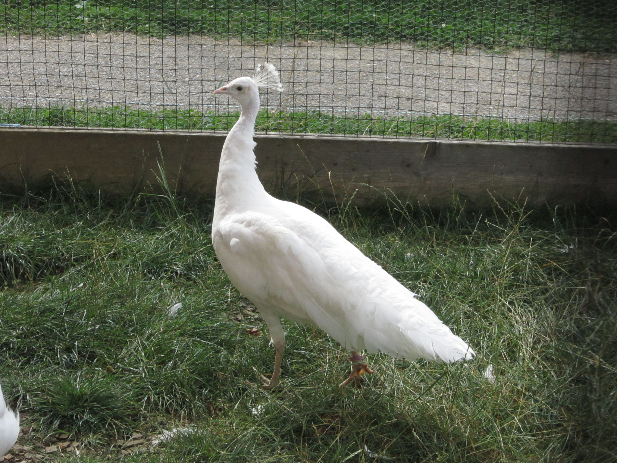 Weißer Pfau