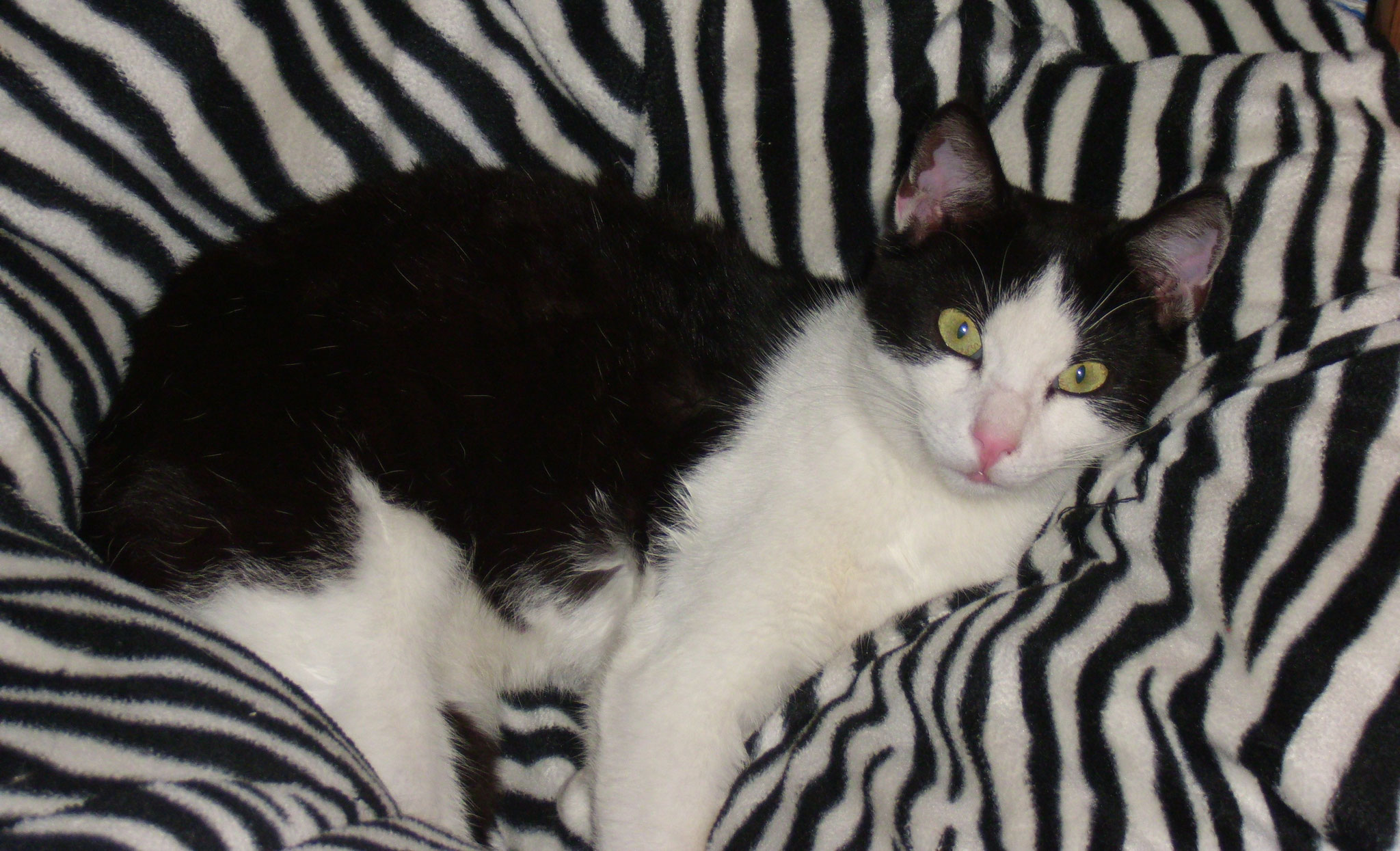Katzen