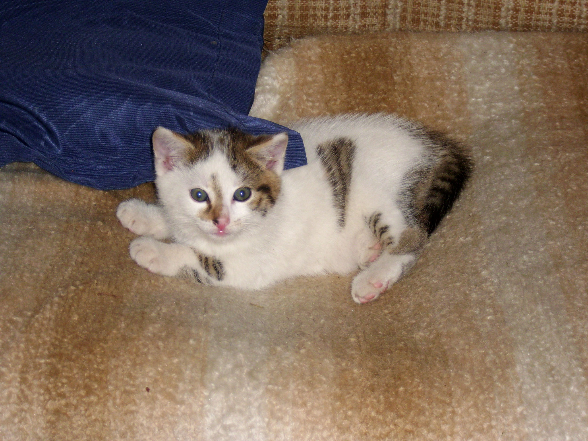 Babykatzen