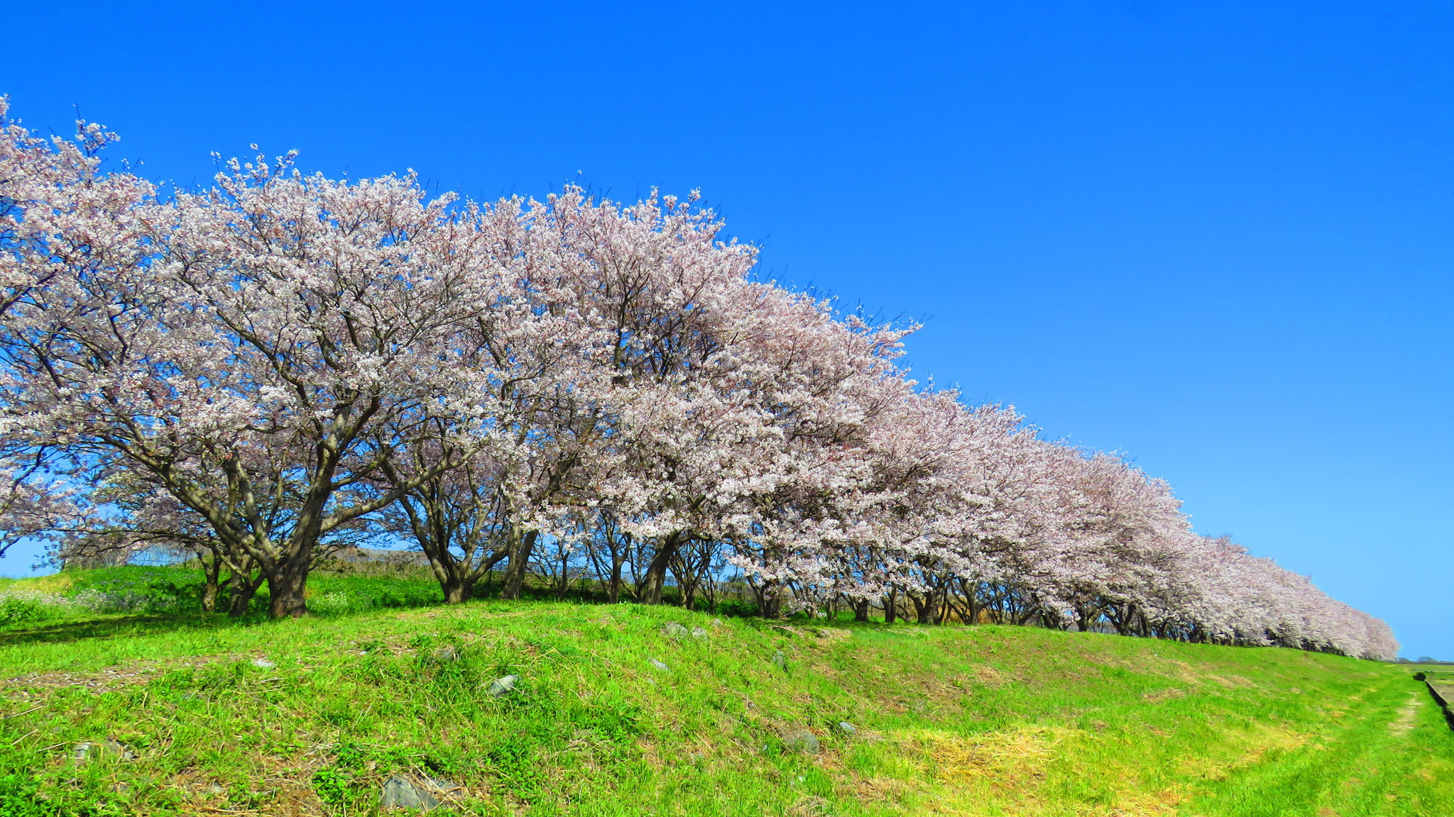 日吉津村　桜堤