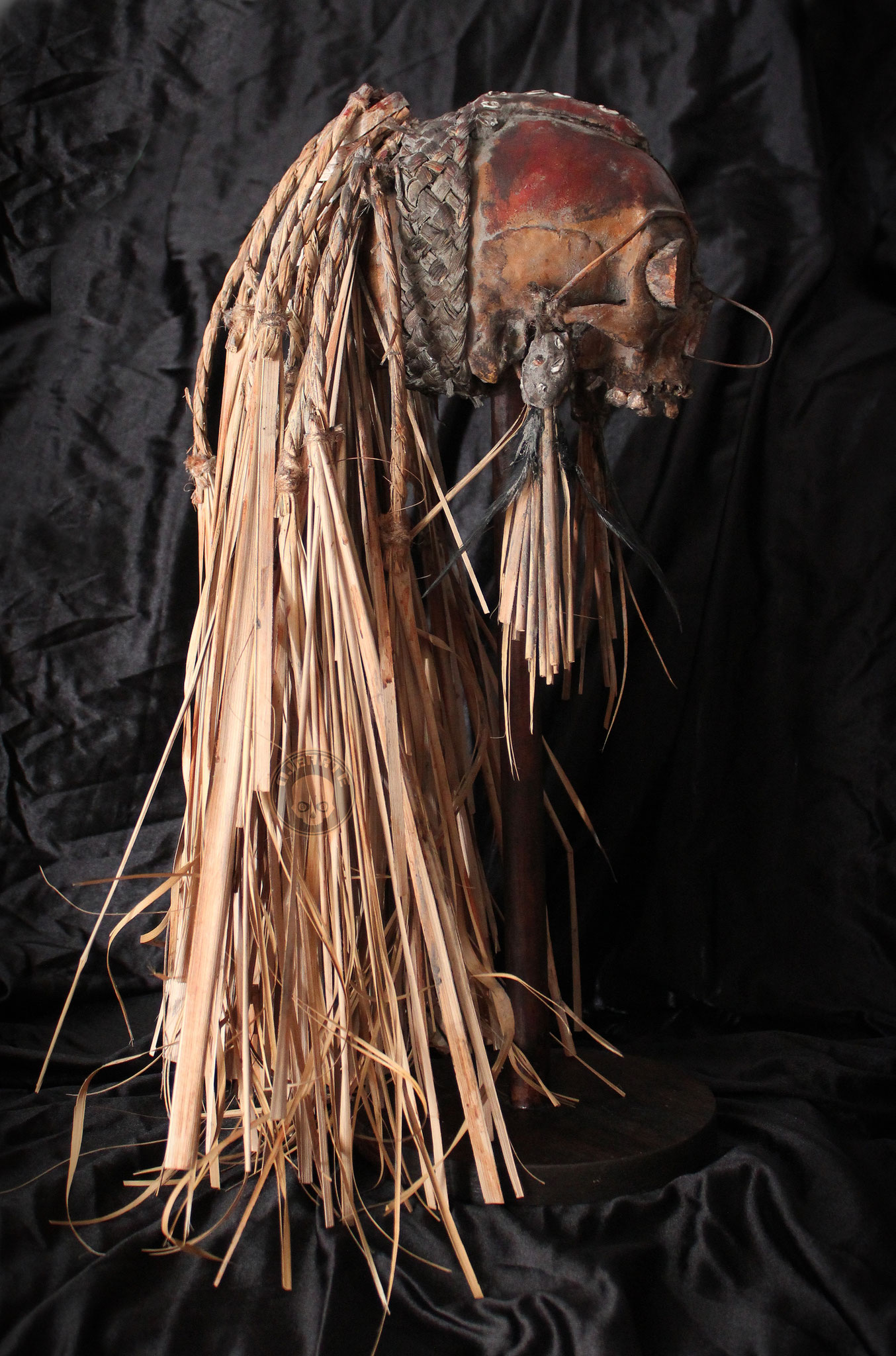 Marind - Anim trophy skull (Merauke)