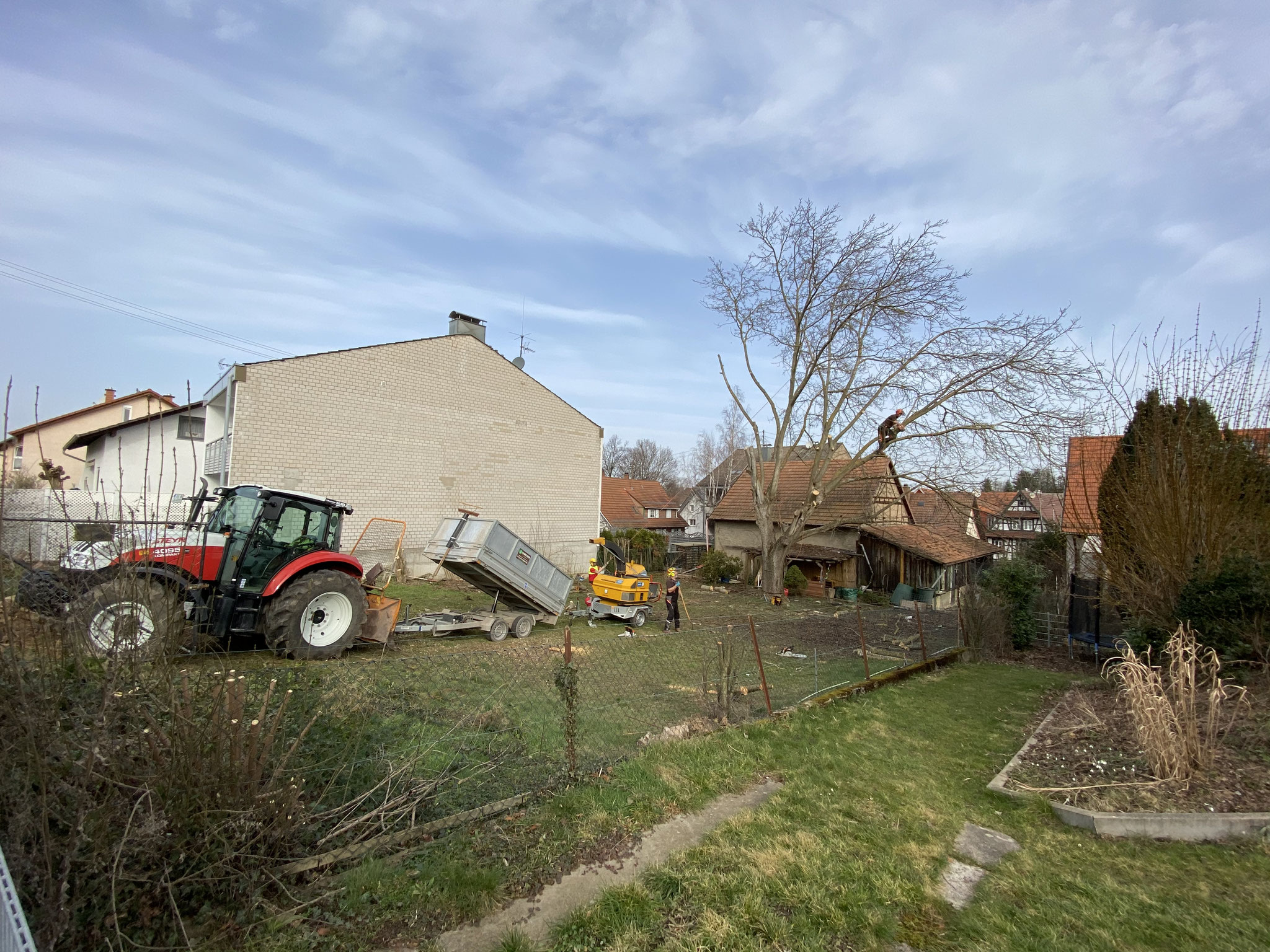 Walnuß Baumfällung in KA-Palmbach