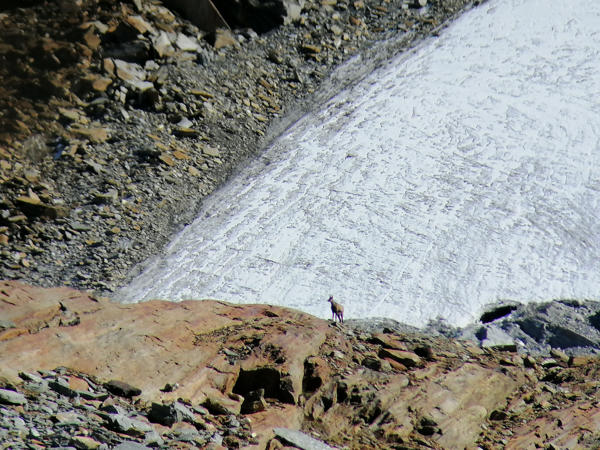 Gemse in einer kargen Landschaft