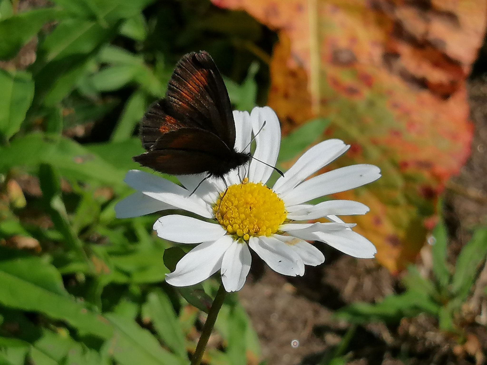 Margrithe mit Schmetterling