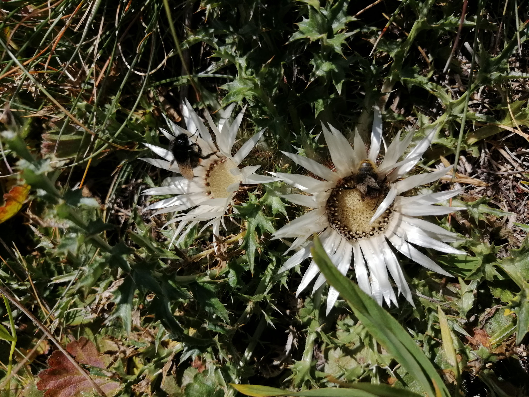 Silberdistel