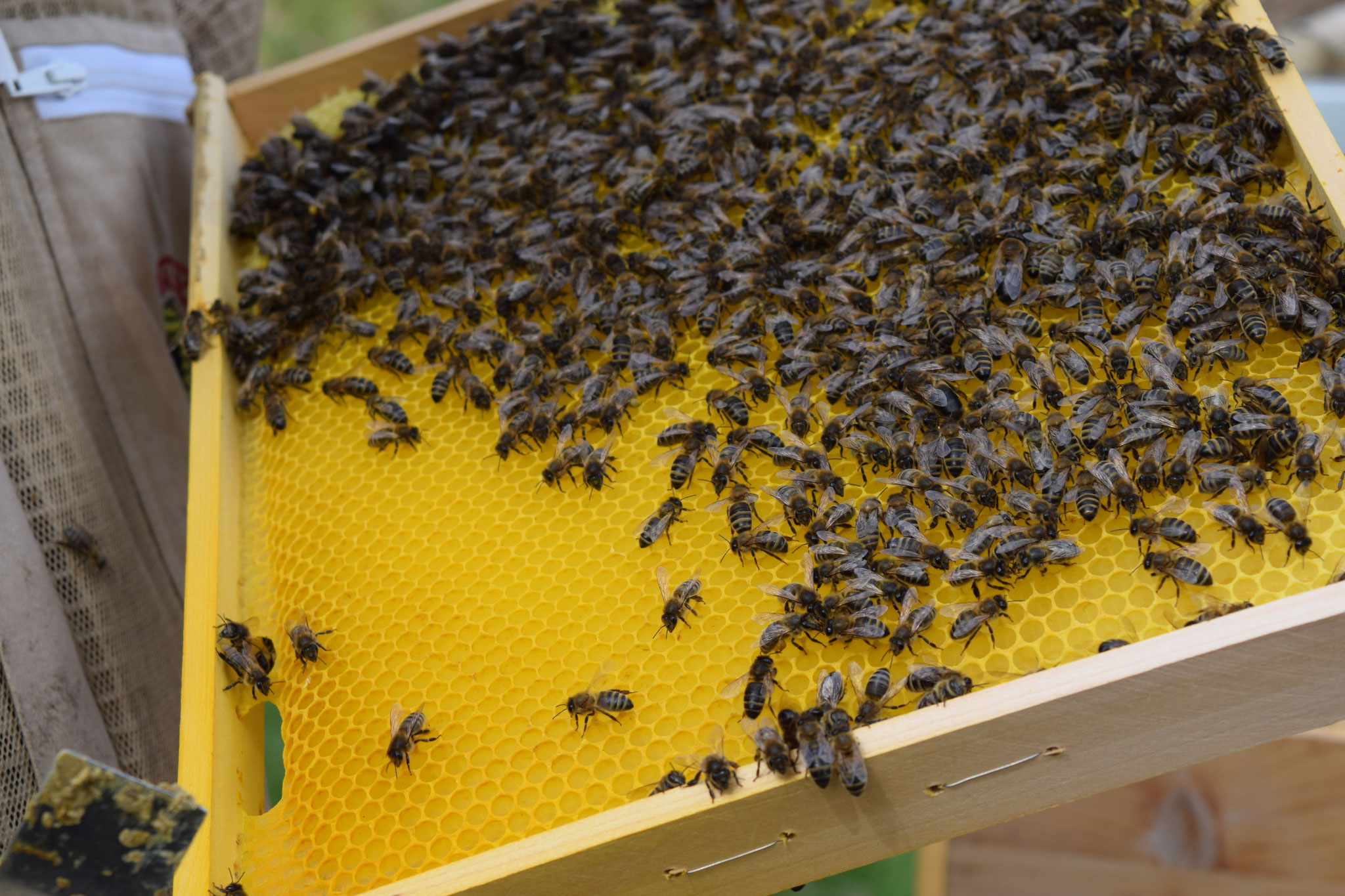 Eine frisch ausgebaute Bienenwabe