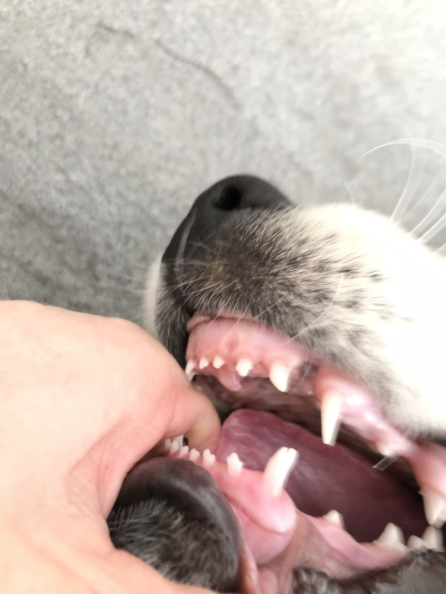 Hat schon jemand einen so coolen Zahn gsehen? Meine Tierärztin nicht... Mein zweiter Zahn ist aber "ganz normal"