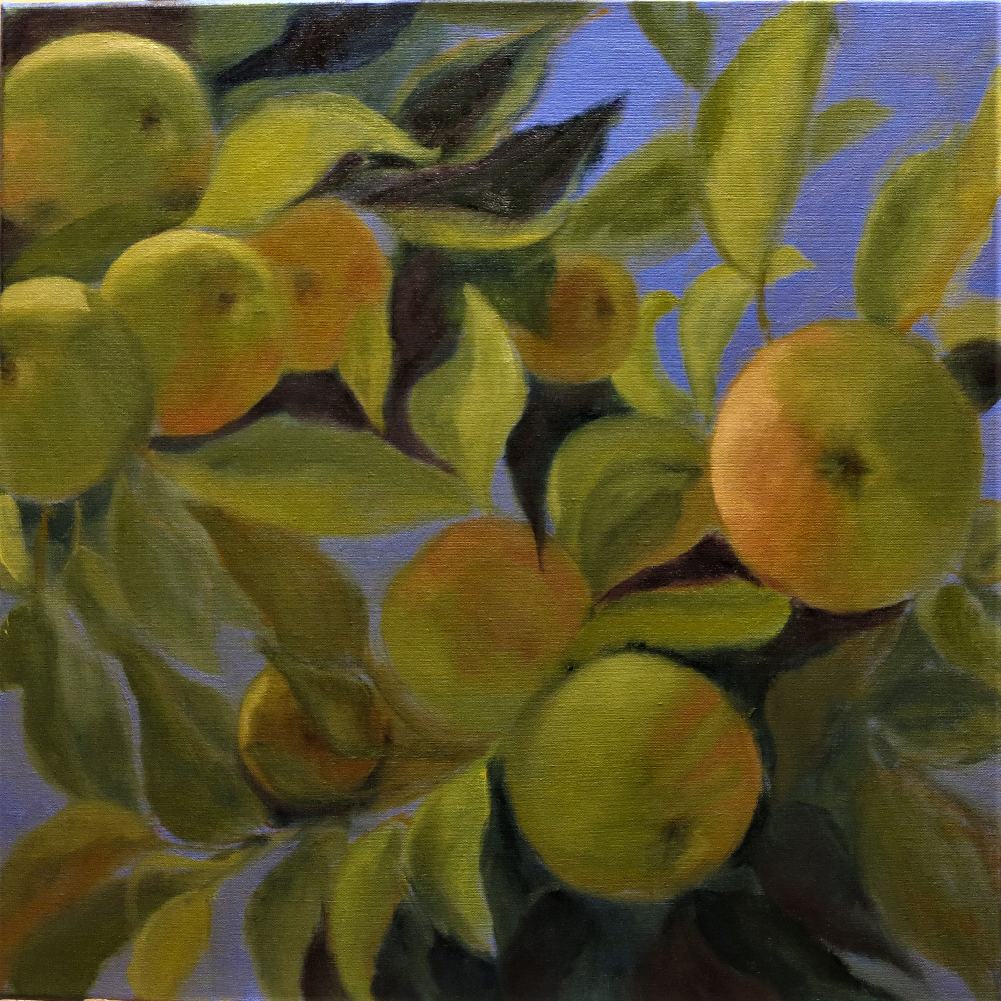 VERKOCHT. Appels in Koningsblauw. 60x60cm. olie op linnen.  