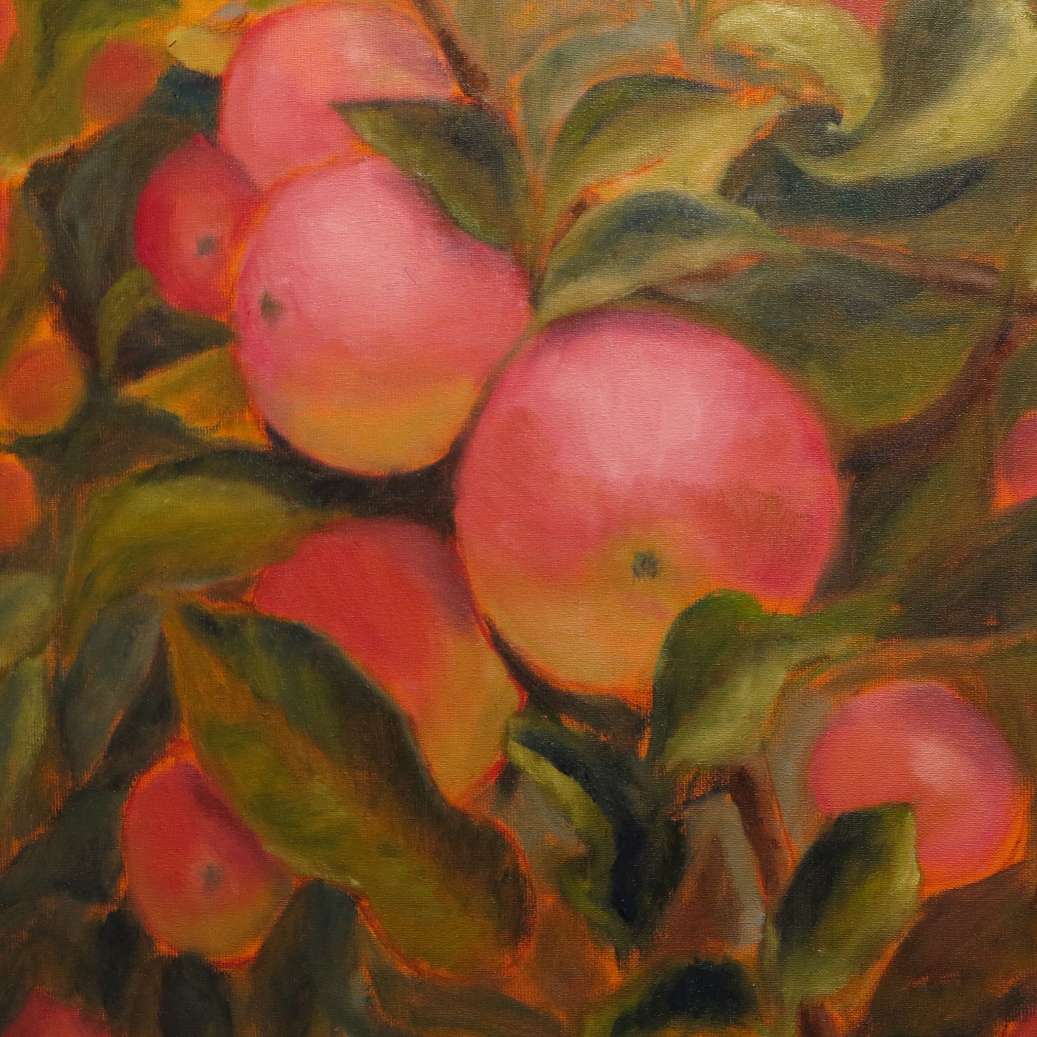 VERKOCHT Grote roze appels. 60x60cm. olie op linnen. 