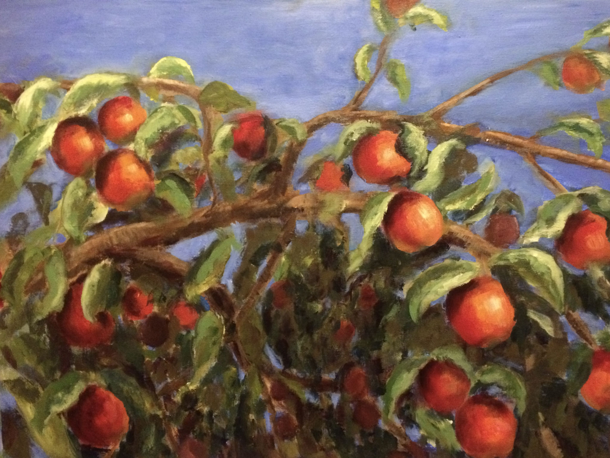 Rijpe Appels. 60x80 cm. Acryl op doek.