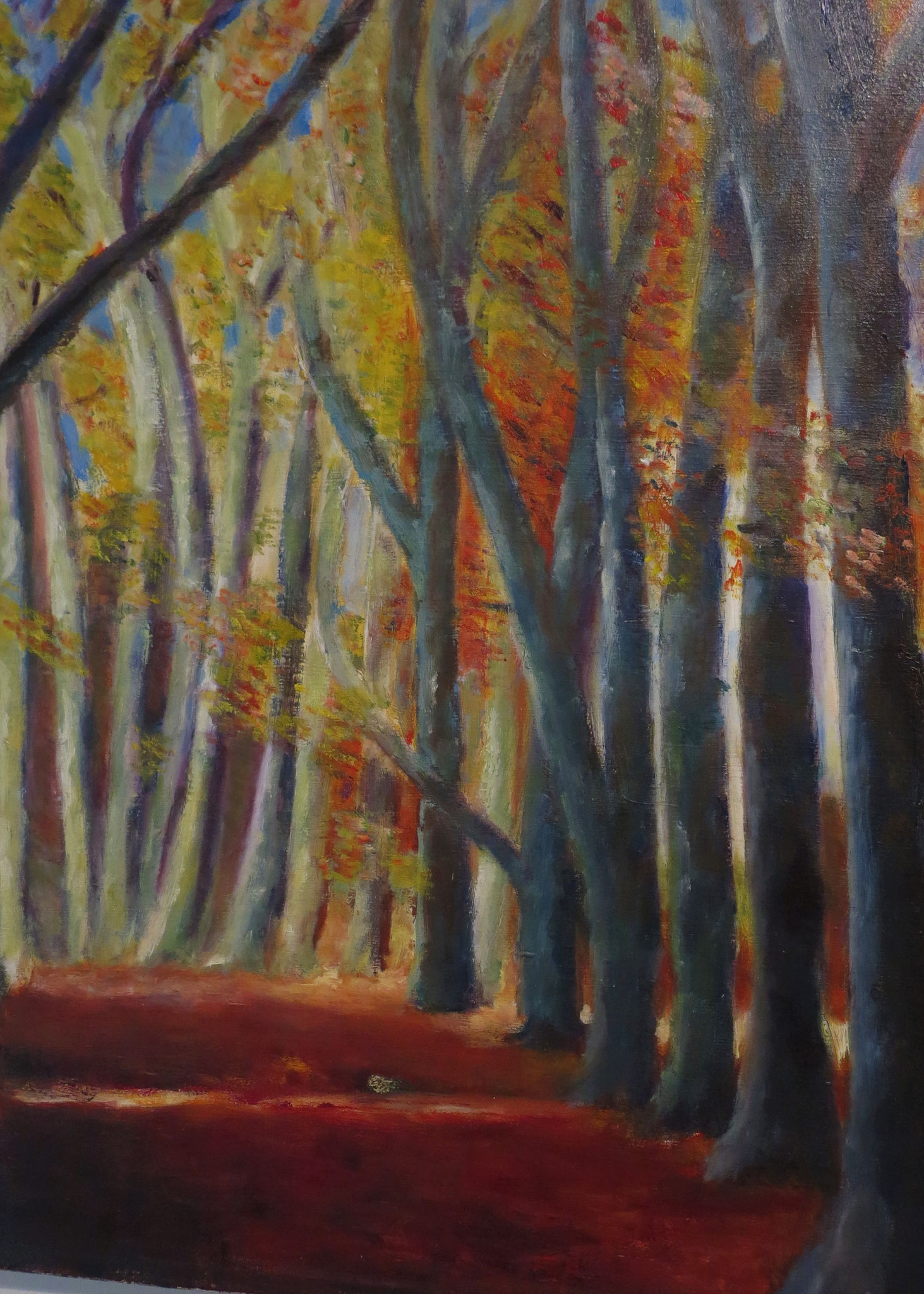 Cronebos met donkere bomen.