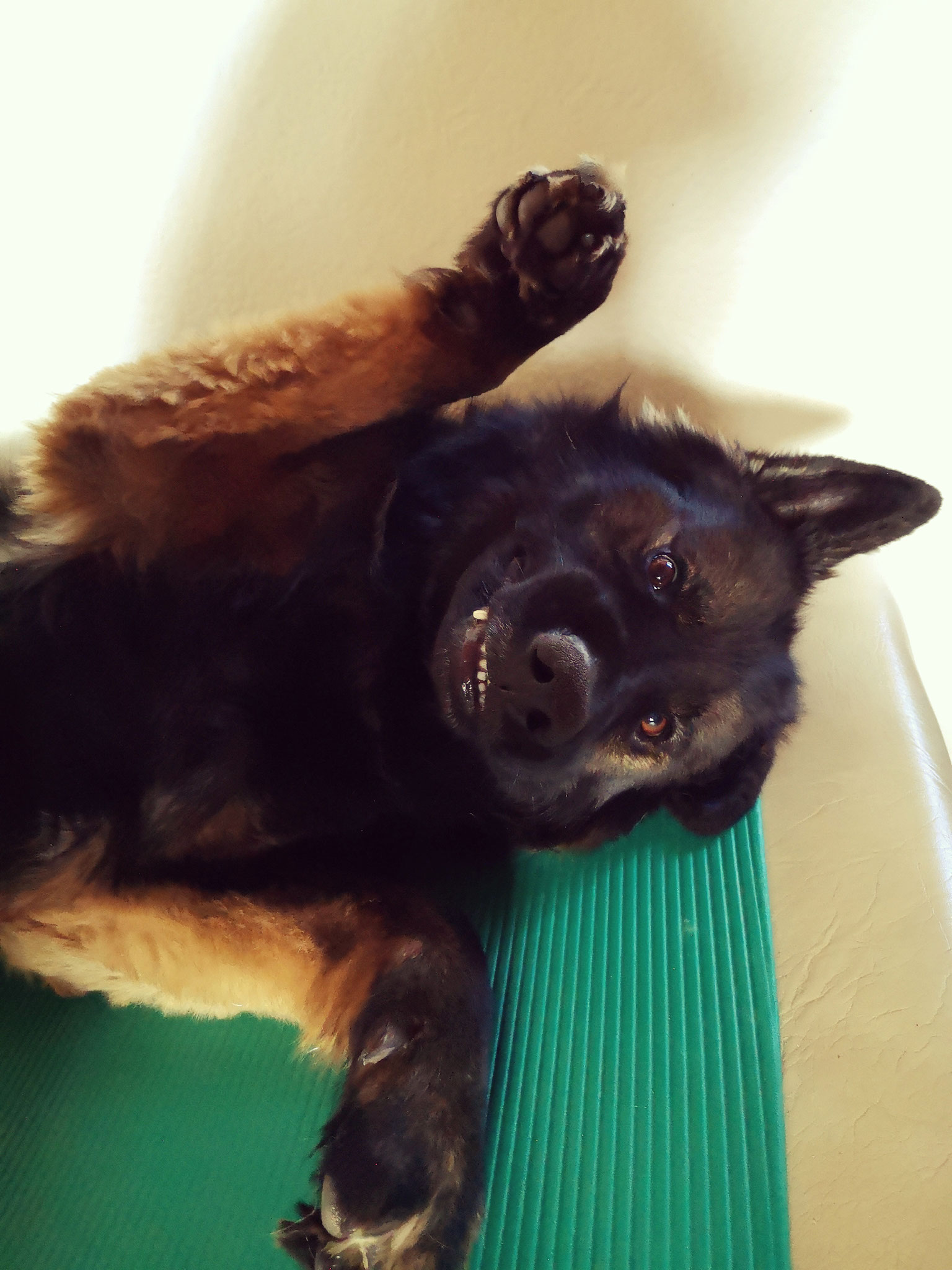 vitaldog hundephysiotherapie osteopathie physiotherapie fur den hund duren niederzier julia niehaus vitaldog physiotherapie fur hunde hundephysiotherapie julia niehaus