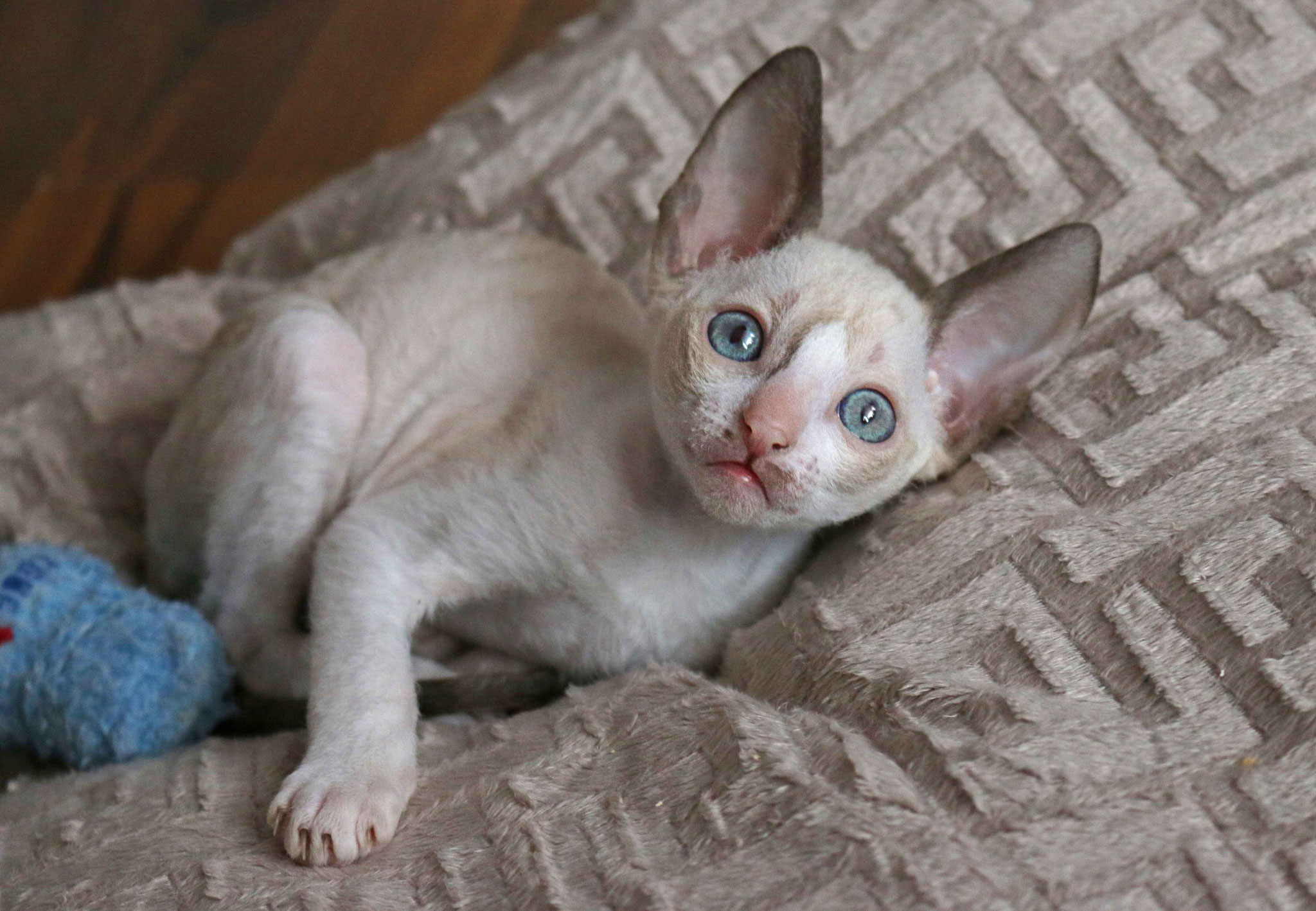 cornish rex kittens cornish rex katze lockenkatze katzenbabys kittens gatitos chaton cat gato chat cornish rex cattery zucht suche cornish rex