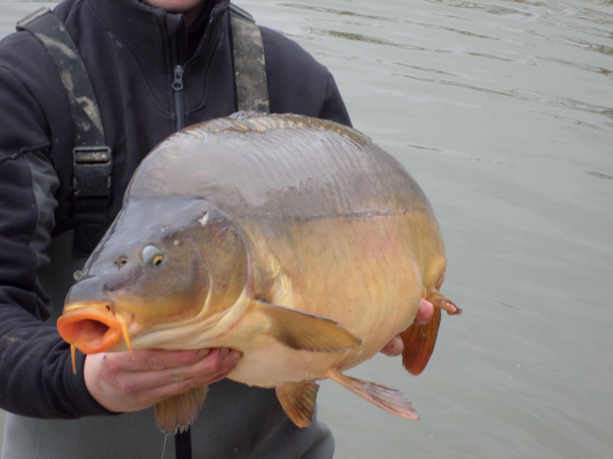 Etang de pêche à la carpe - Chêne-bernard - Pisciculture de la dorme - Jura