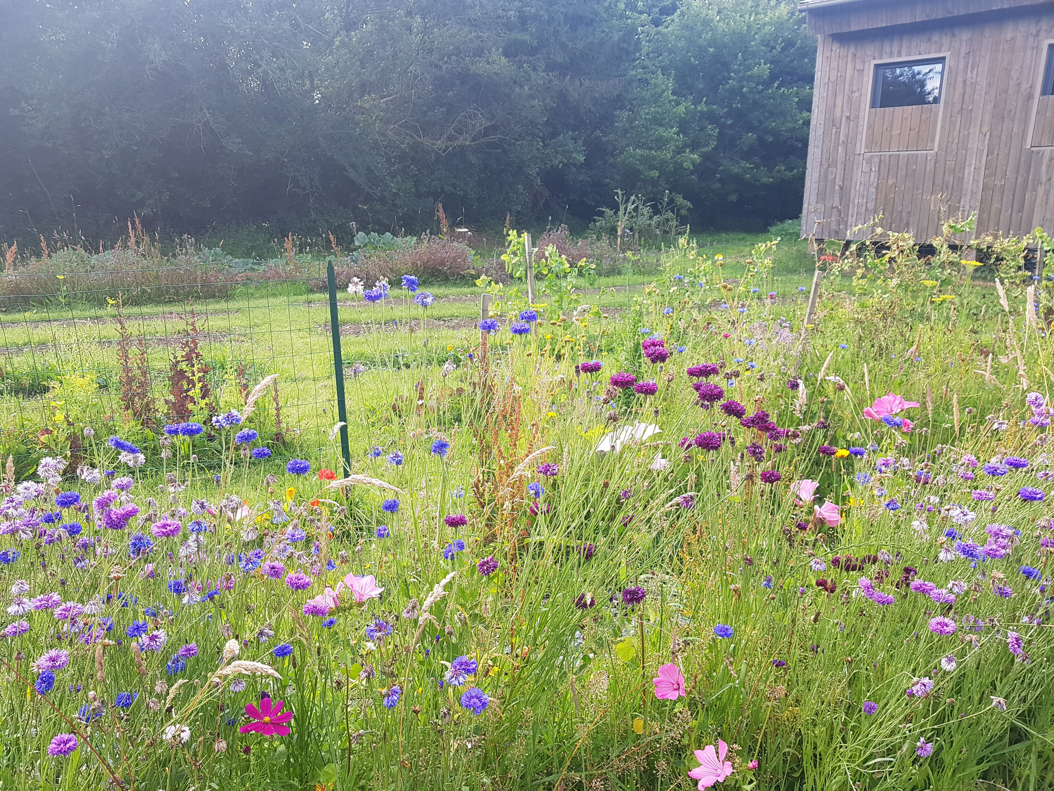 Fleurs mellifères