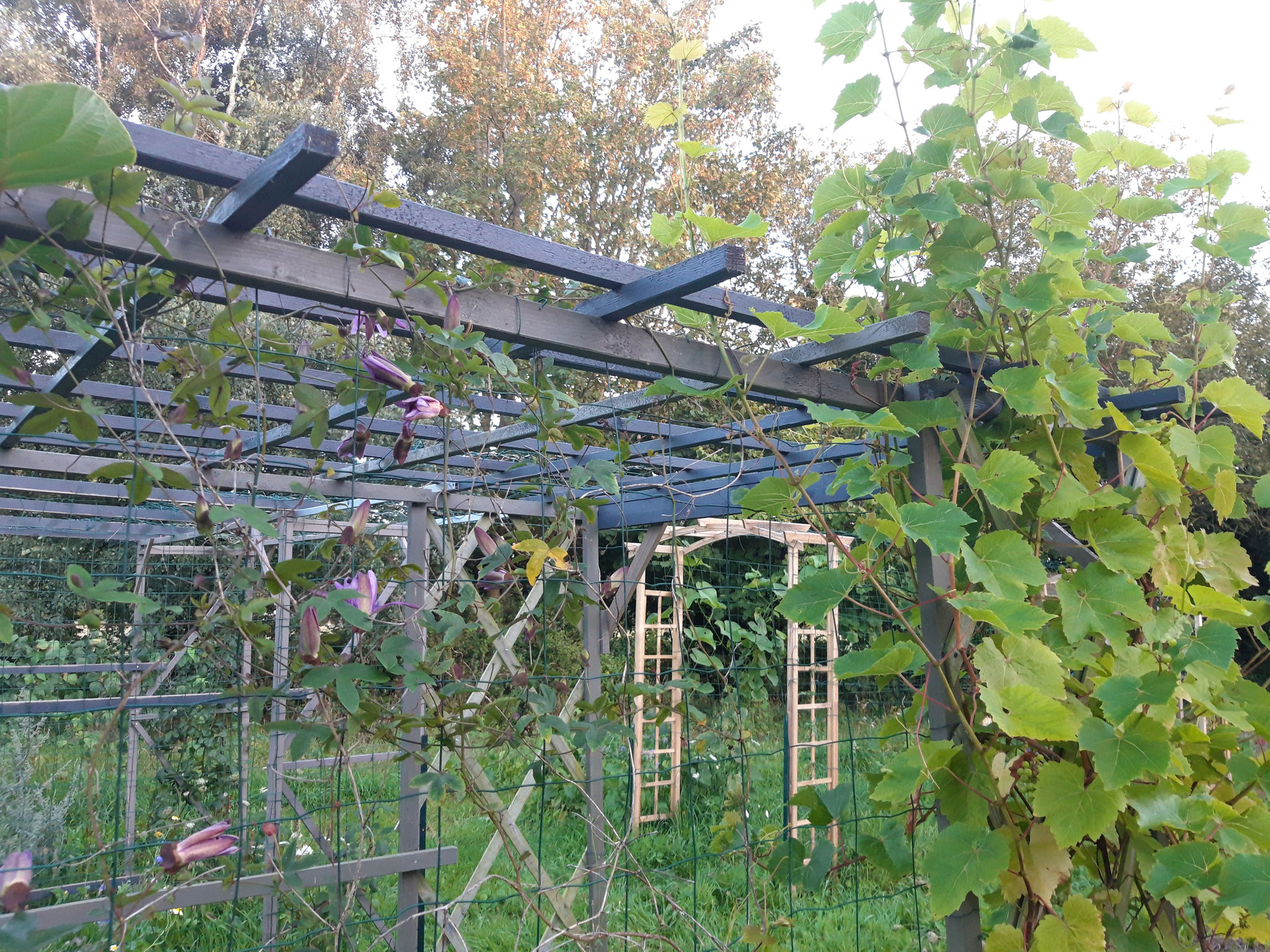 Vignes, kiwis sur pergolas 