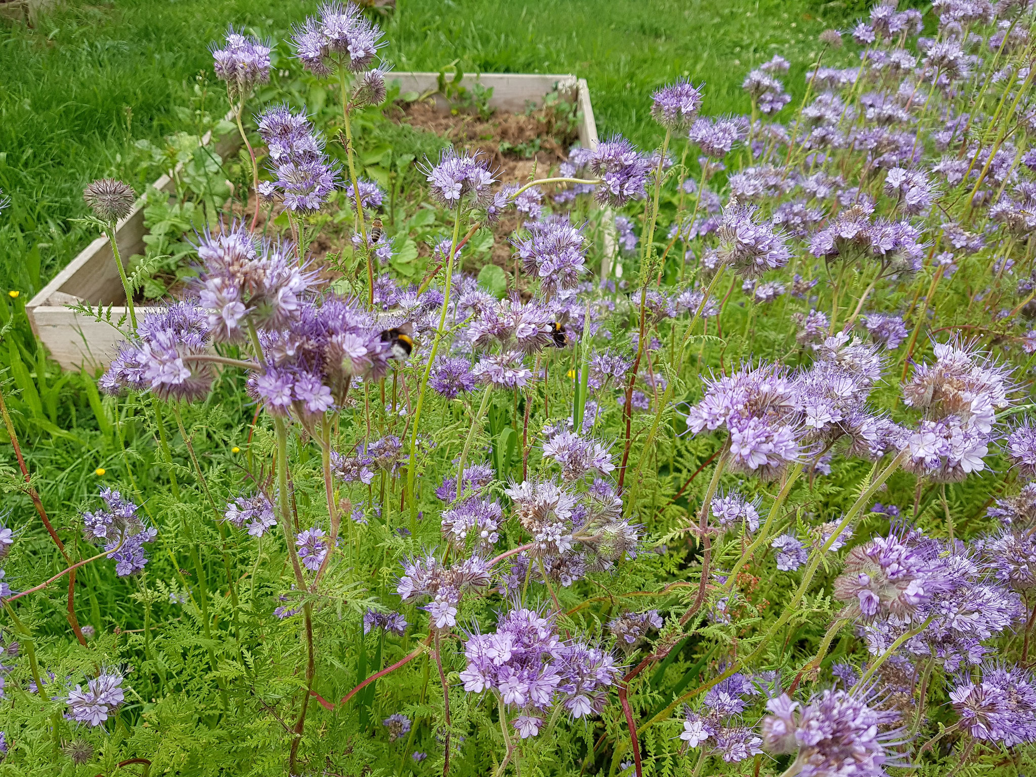 Phacélies, engrais verts
