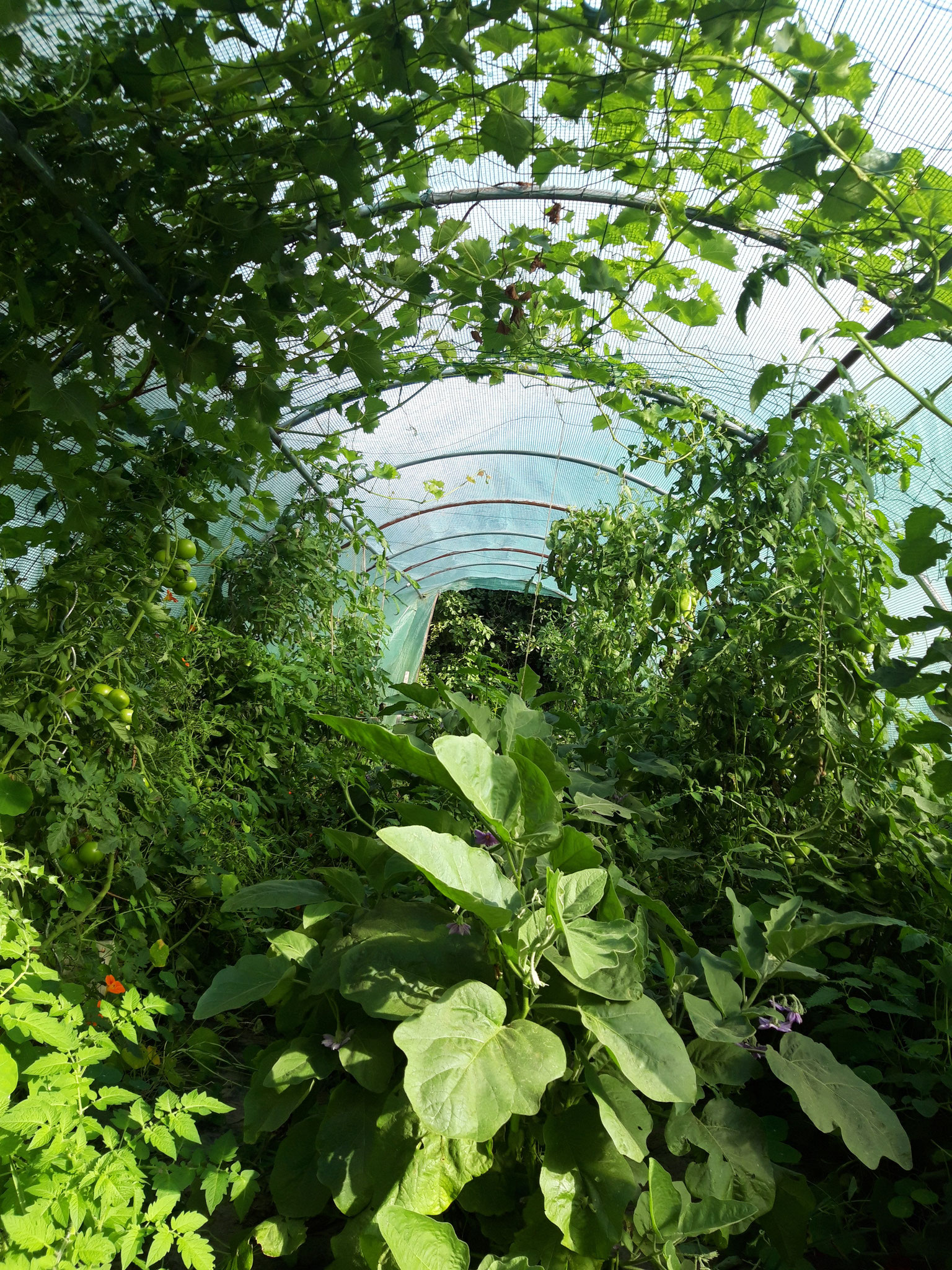 Serre, vigne, tomates, aubergines, poivrons