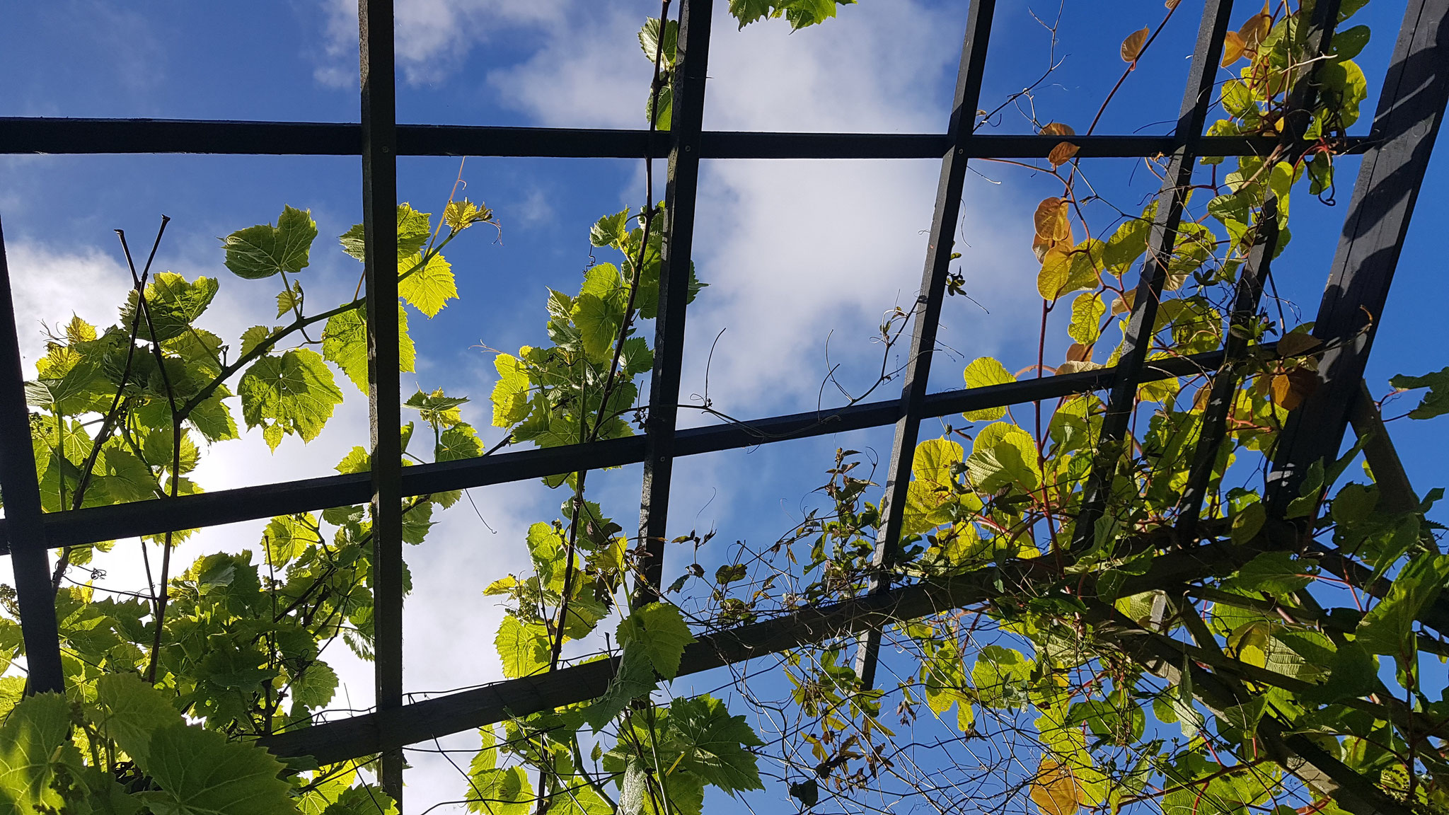 Vignes Kiwi et Passiflores