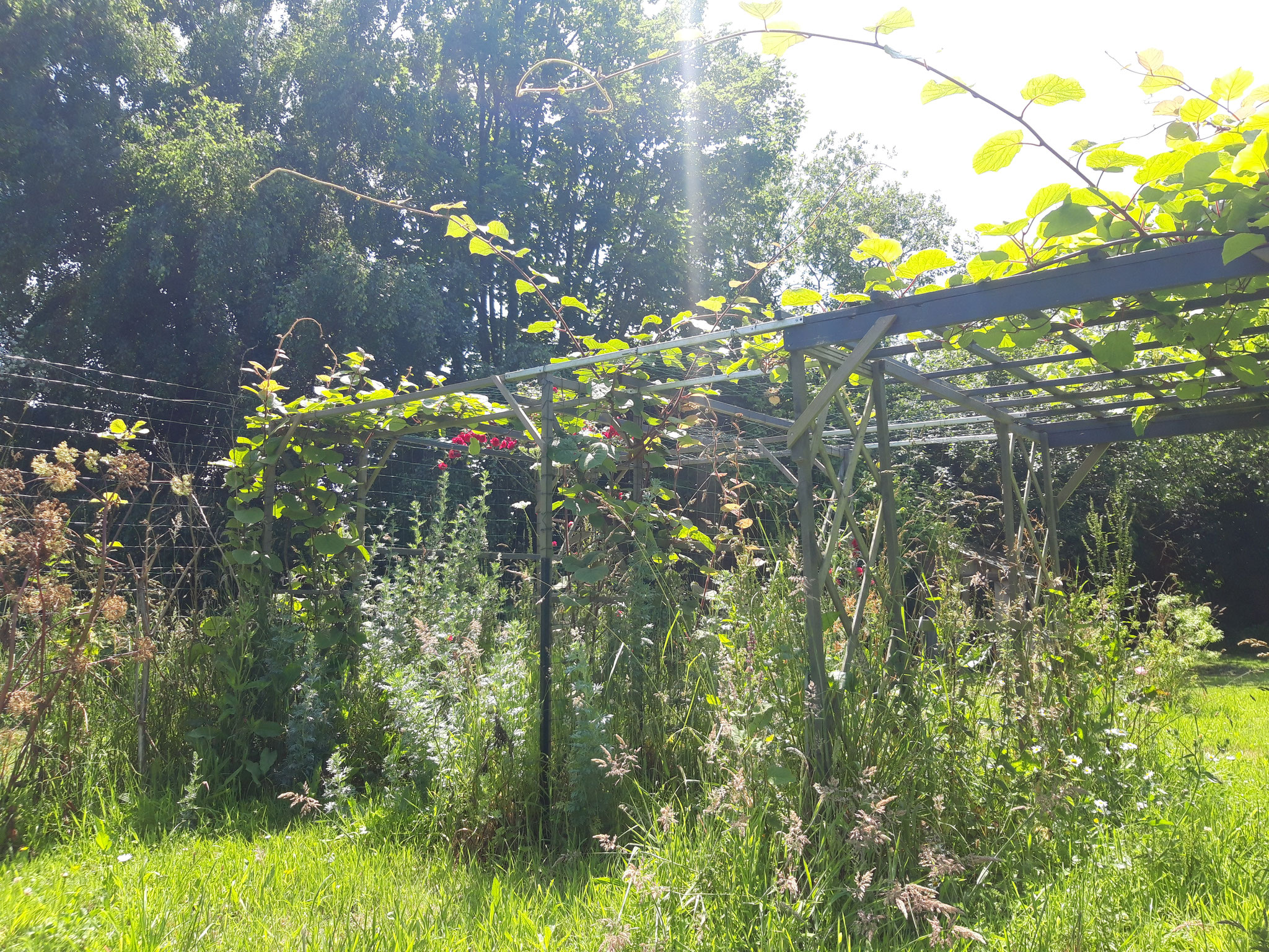 Kiwi et vignes sur pergola