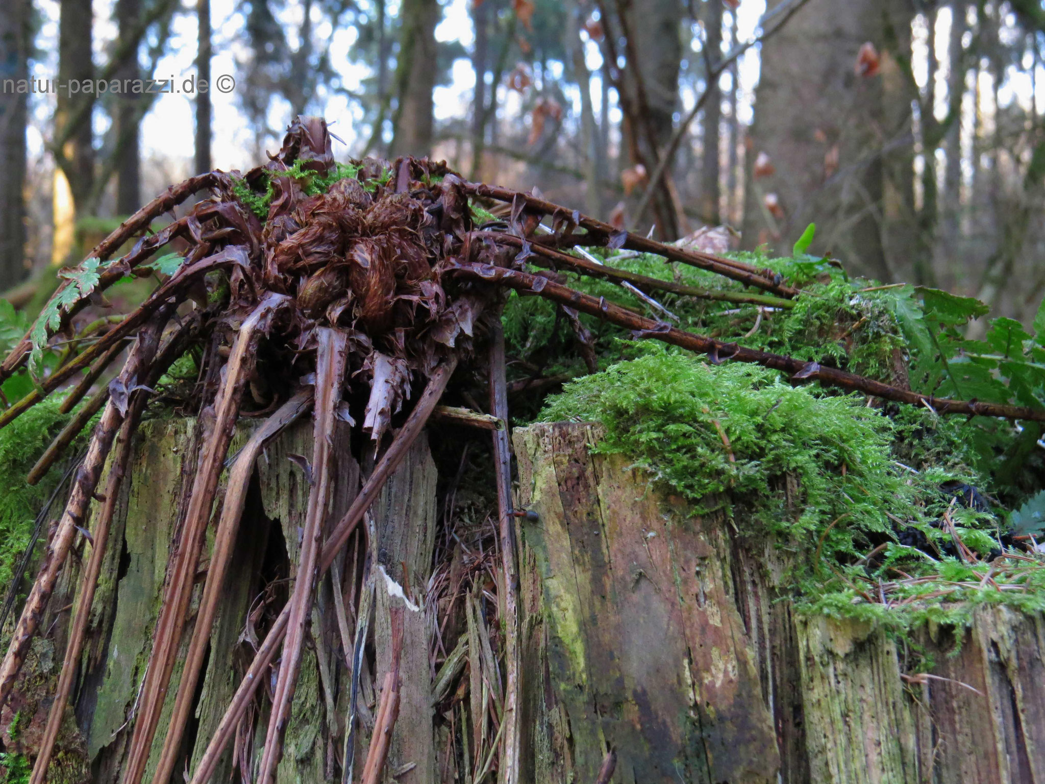 Kein Alien sondern ein altes Farn ;o)