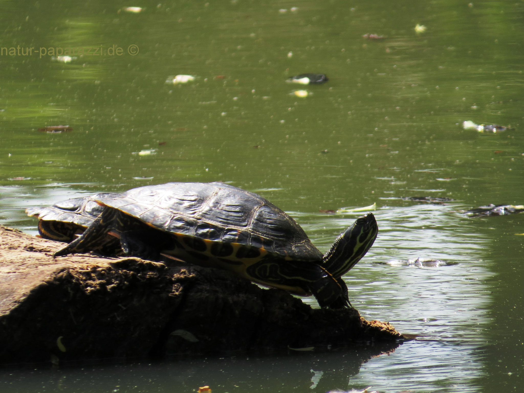 Florida-Rotbauch-Schmuckschildkröte mit (im Hintergrund) einer Gelbwangen-Schmuckschildkröte.