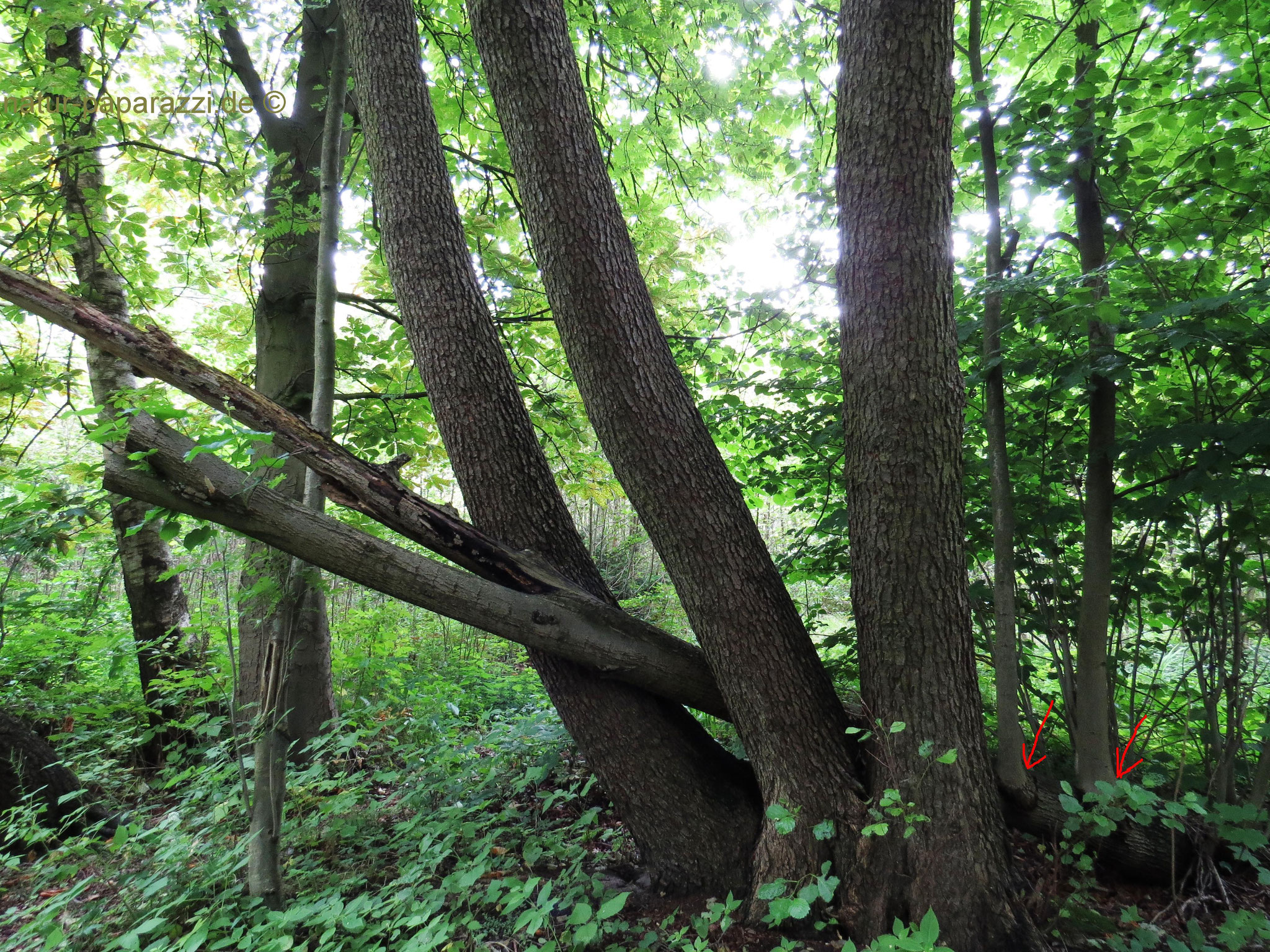Der umgefallene Baum schlägt wieder aus.