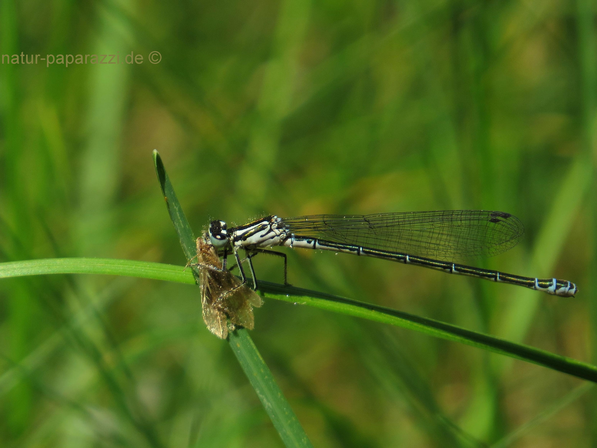Die Fledermaus-Azurjungfer hat sich den Falter im Flug geschnappt.