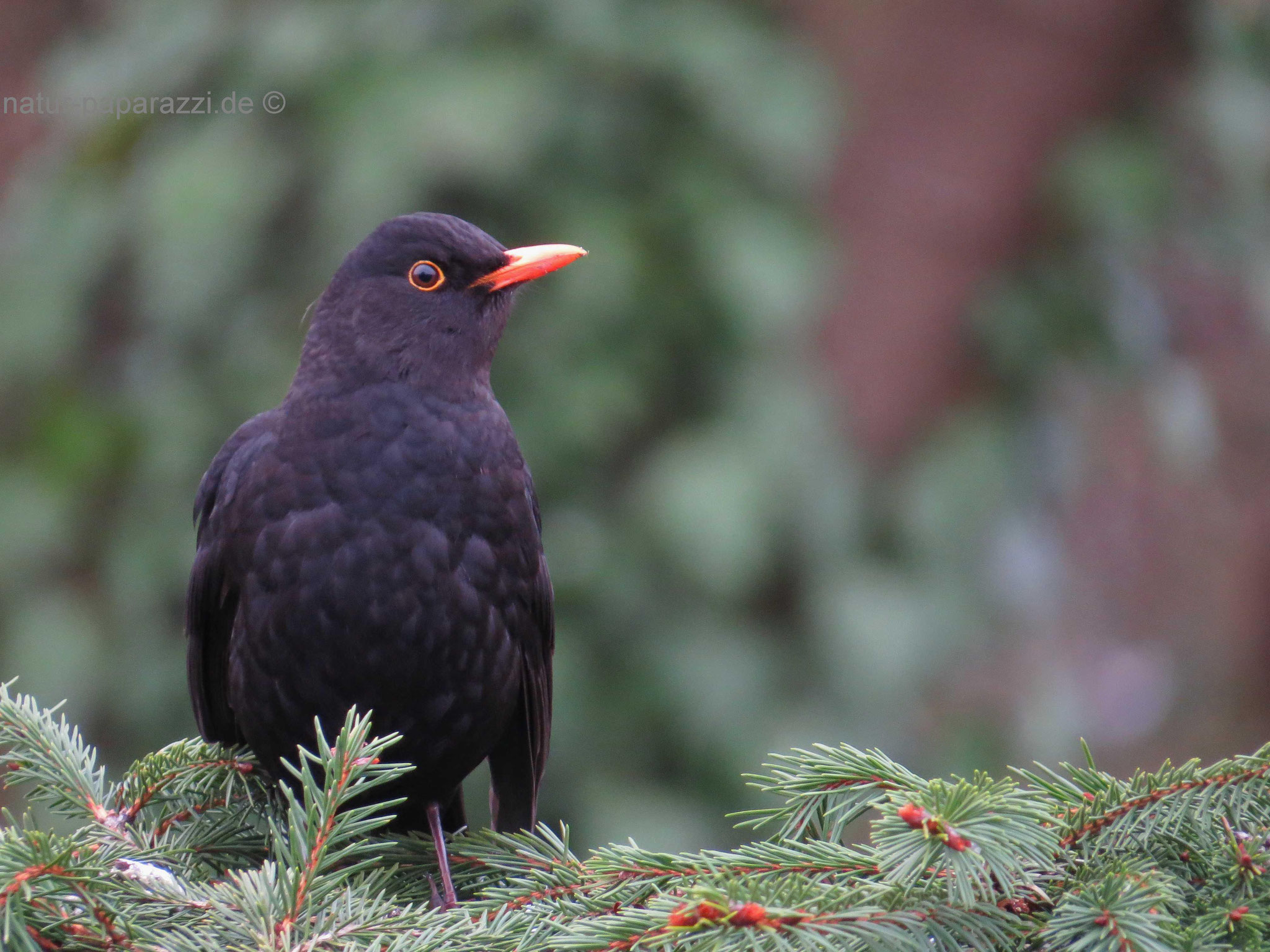 Amsel