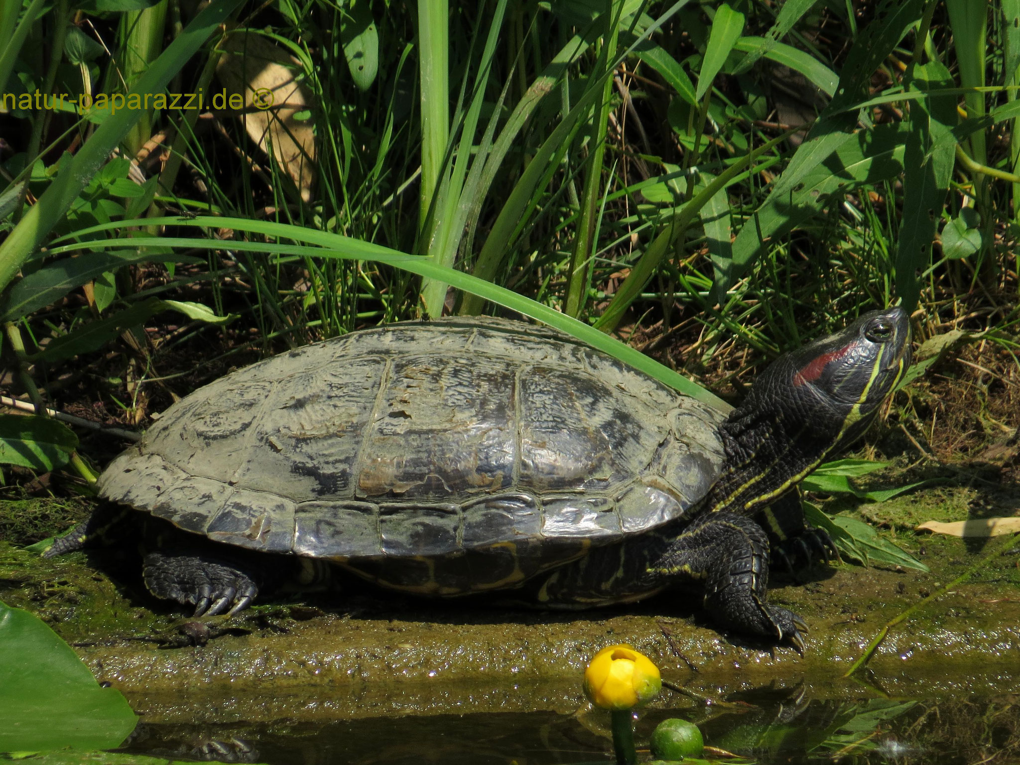 Rotwangenschmuckschildkröte (Im Anhang B der EU Artenschutzverordnung wegen der Gefahr der Faunenverfälschung erfass.)