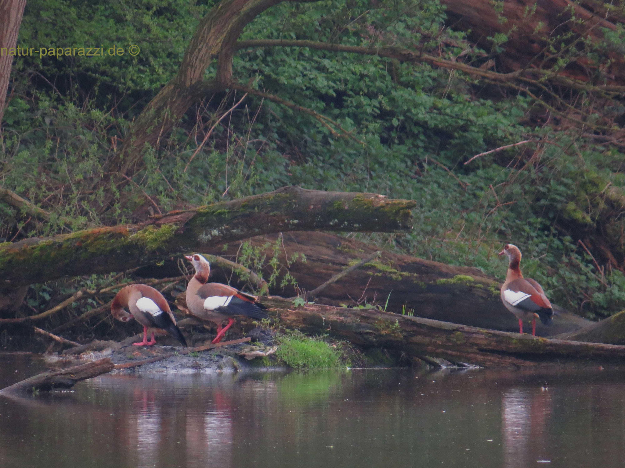 Die Nilgänse kamen schon gegen Ende des 18. Jahrhundert als Ziergeflügel nach Europa. Mittlerweile gehören sie zu den erfolgreichsten Neozoen.