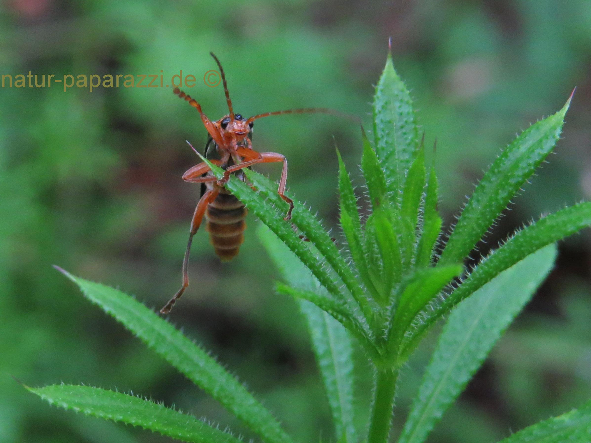 Cantharis fulvicollis ist ein Weichkäfer